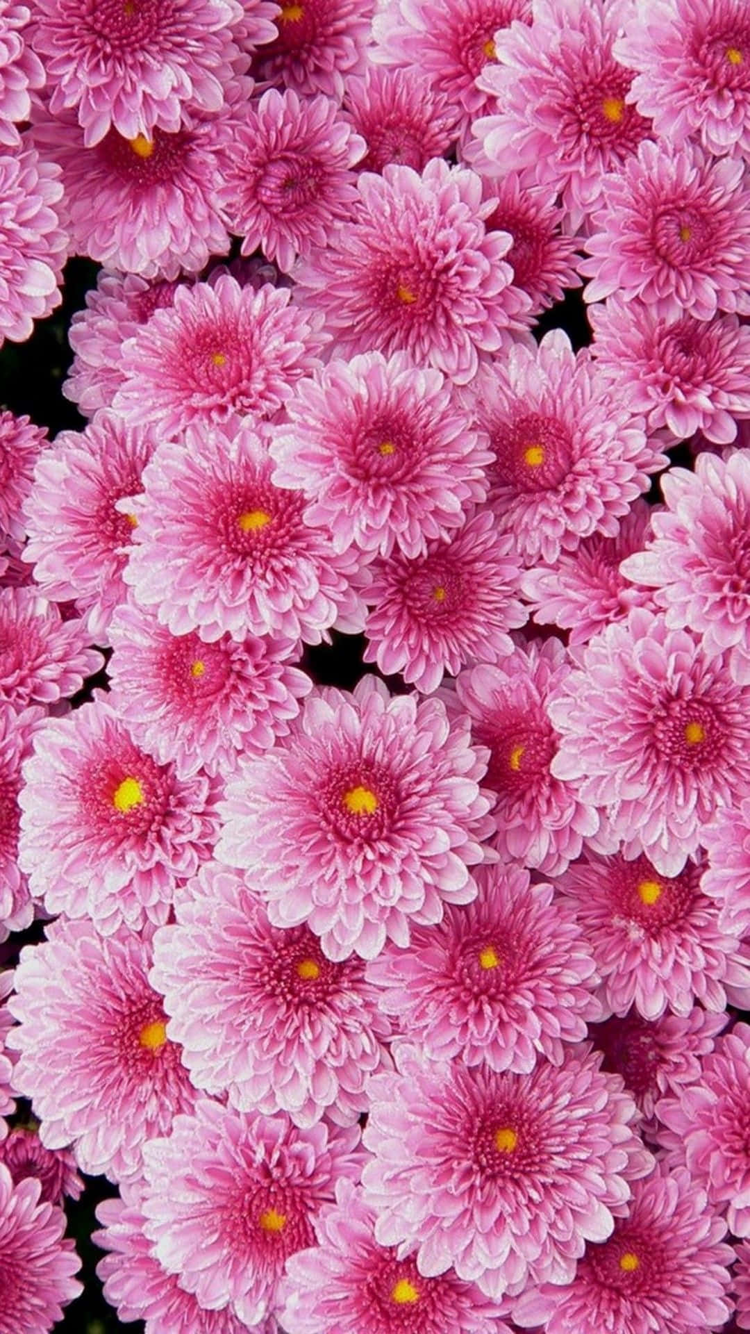 Pink Flower Phone 桌布 壁紙 — 一片茂密的鮮粉紅色菊花，帶有黃色花心，在深色背景下盛開。