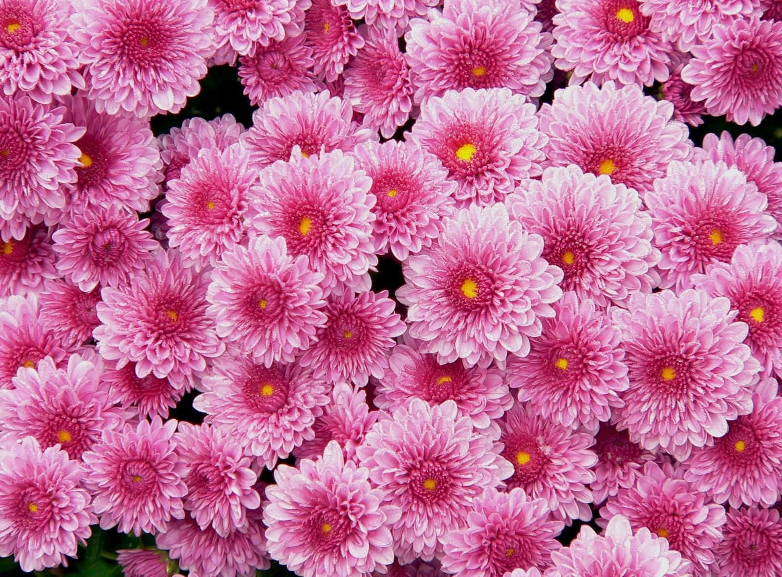 Pink Chrysanthemums 桌布 壁紙 — 一片茂密的鮮粉紅色菊花，黃色花心，在深色背景下盛開。