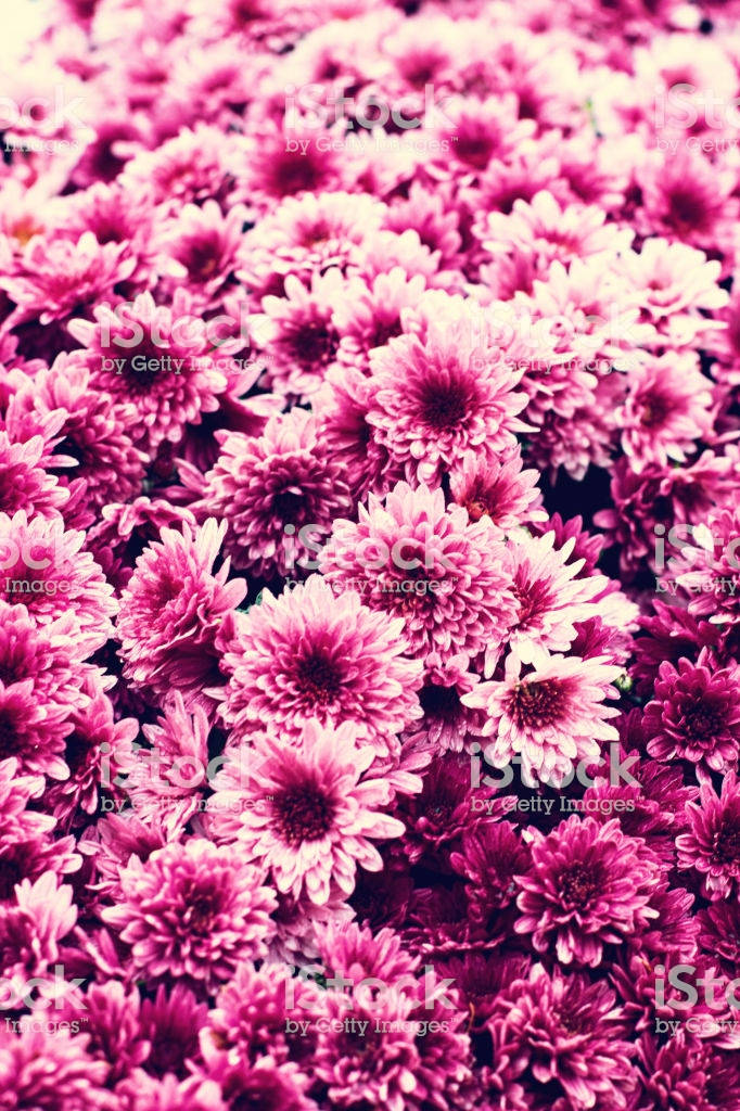 Flowers 桌布 壁紙 — 一片茂密的鮮粉紅色菊花田，花瓣層層疊疊，深色花心沐浴在柔和光線中。