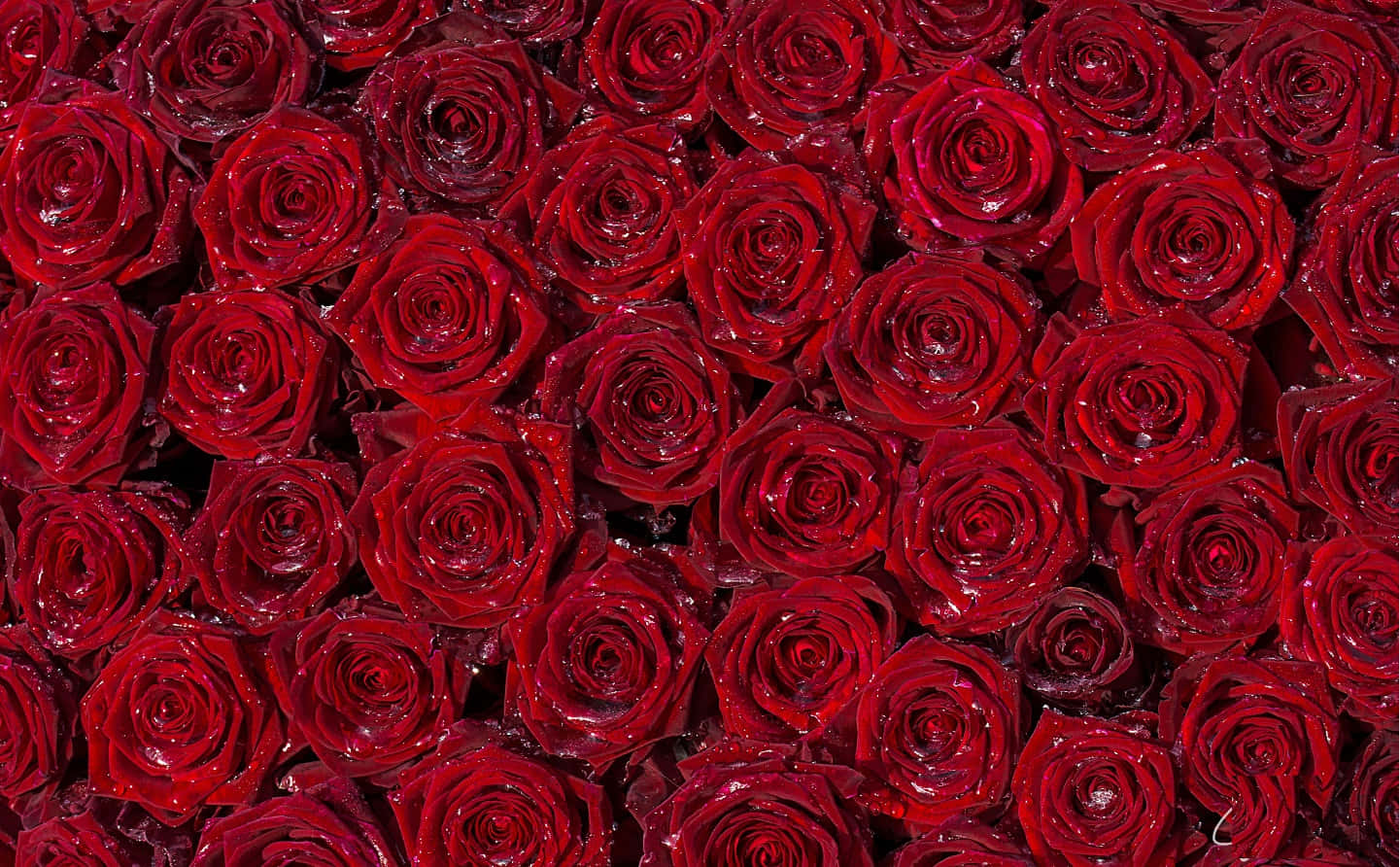 Red Rose 桌布 壁紙 — 一片茂密的鮮紅玫瑰，在柔和光線下閃爍著露珠。