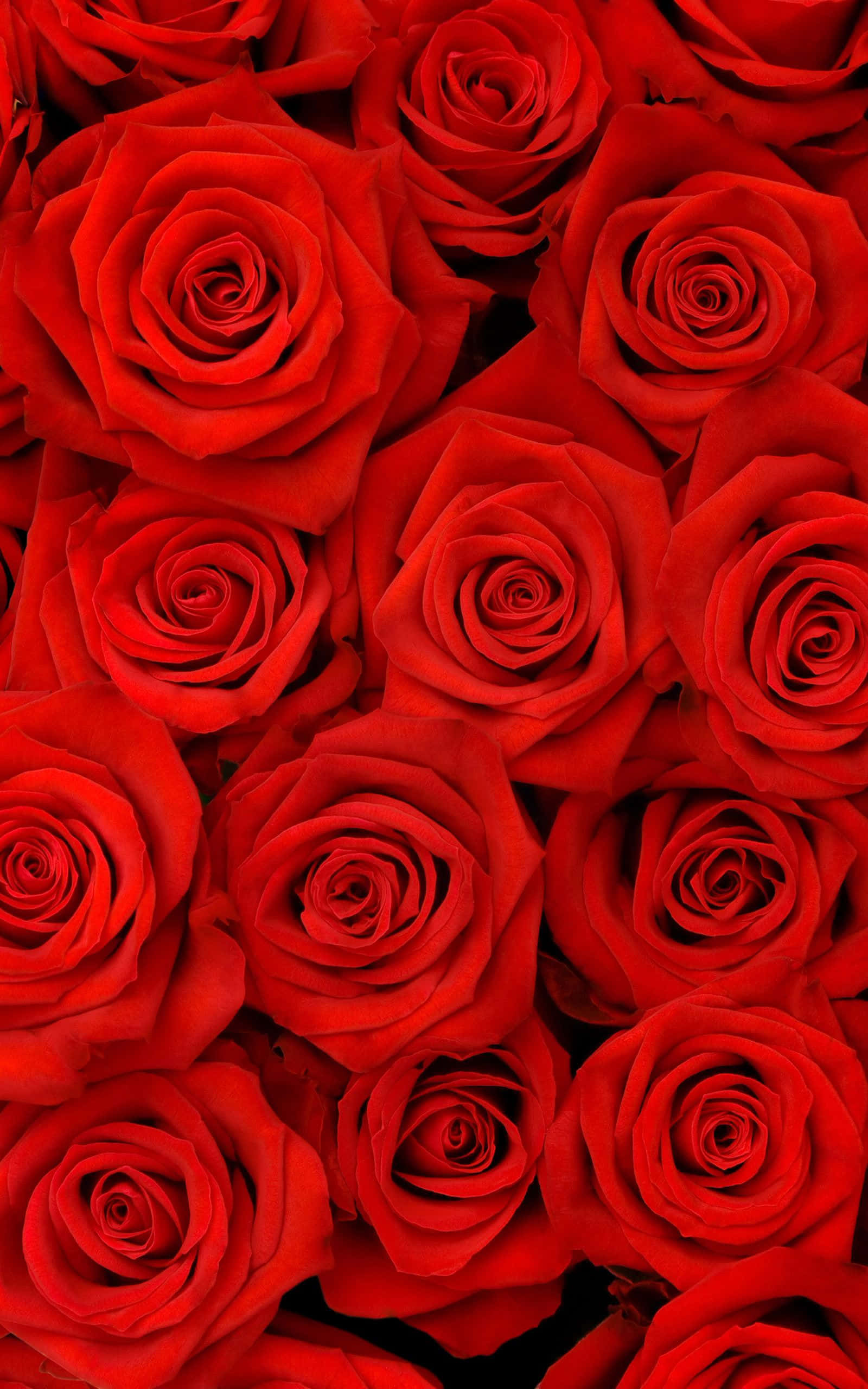 iPhone X Roses 桌布 壁紙 — 一片茂密的鮮紅玫瑰，帶有天鵝絨般的花瓣和深邃的陰影，營造出奢華的花卉質感。