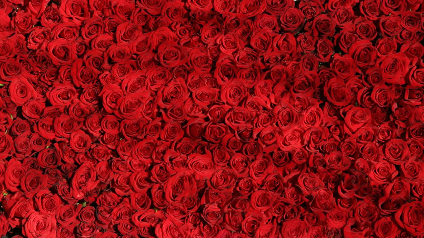 1366x768 Roses 桌布 壁紙 — 一片茂密的鮮紅玫瑰填滿了畫面，呈現出豐盛浪漫的花卉展示。