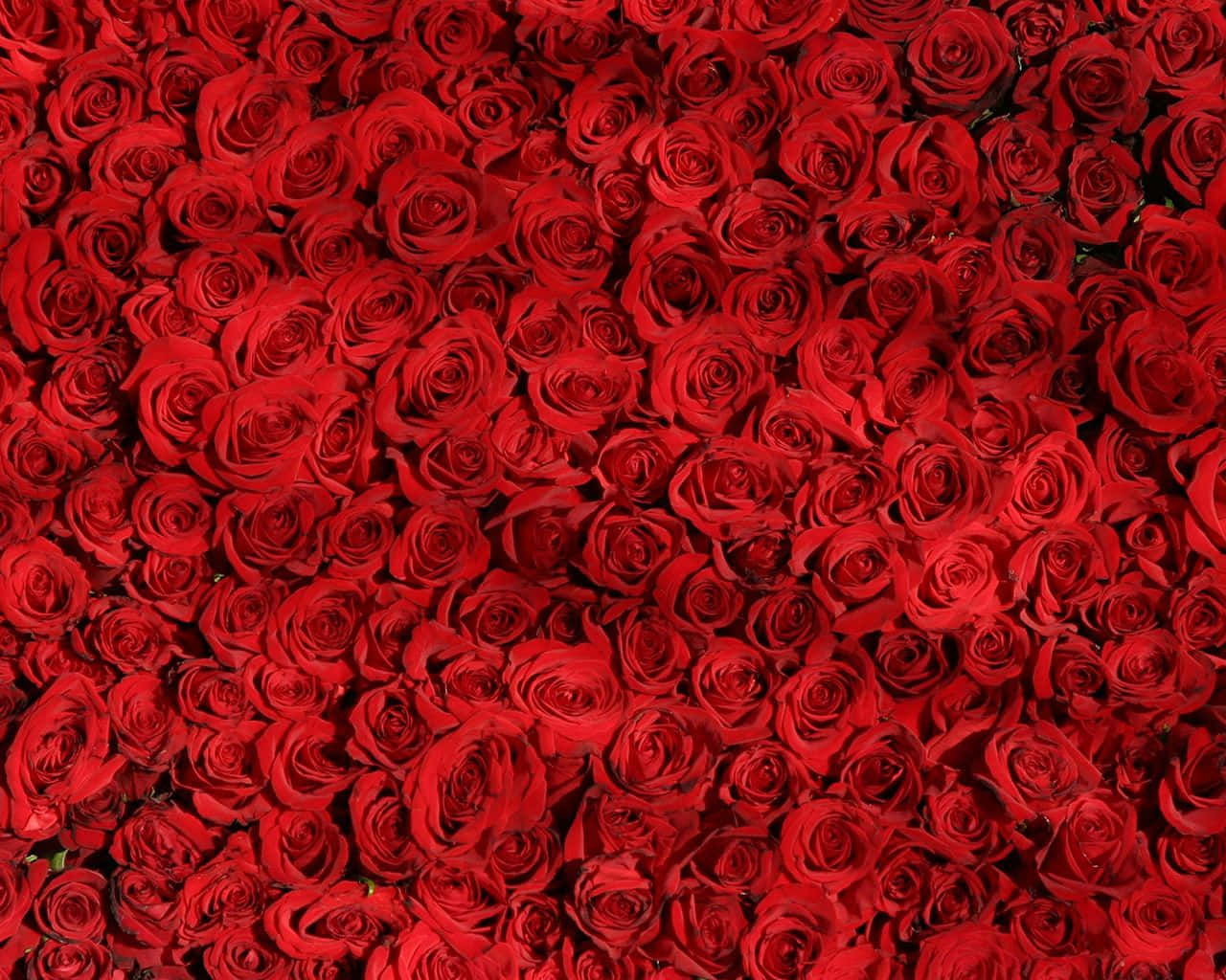 Rose Pattern 桌布 壁紙 — 一片茂密的鮮紅玫瑰填滿了畫面，花瓣豐潤，陰影柔和。