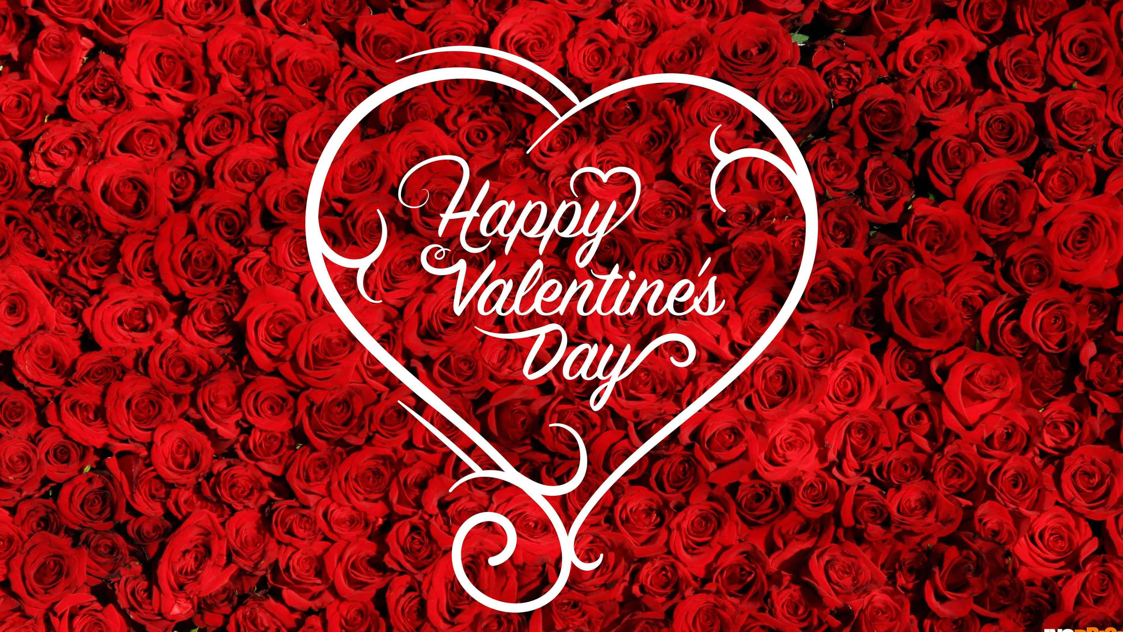 Happy Valentines Day 桌布 壁紙 — 一片茂密的鮮紅玫瑰形成背景，襯托出一個白色裝飾心形，裡面寫著「Happy Valentine's Day」。