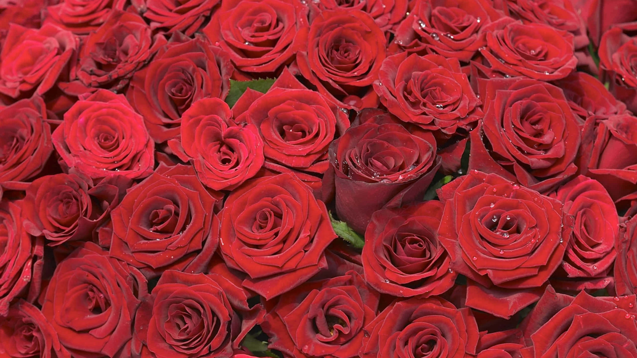 Roses 桌布 壁紙 — 一片茂密的鮮紅玫瑰田，露珠在天鵝絨般的花瓣上閃閃發光，深綠色的葉子從中探出頭來。