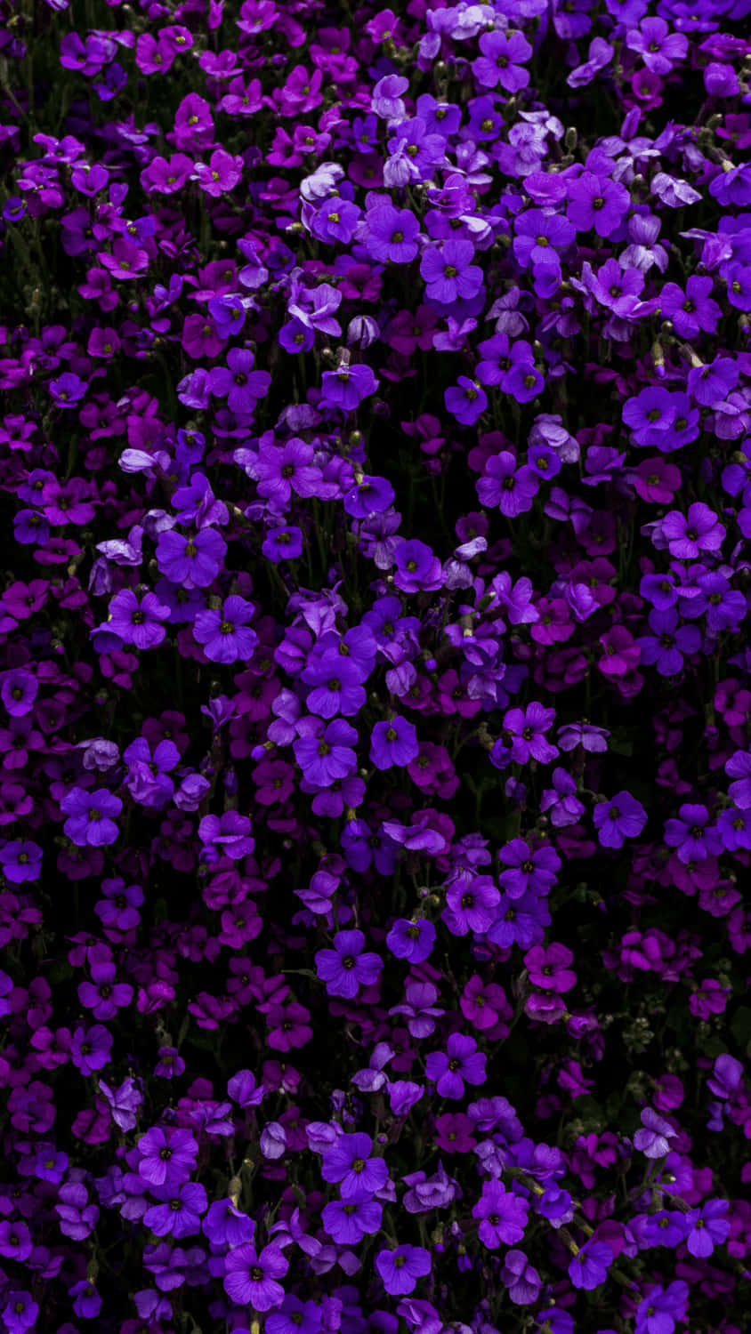 Aesthetic Purple 桌布 壁紙 — 一片茂密的鮮紫色花朵，帶有深綠色莖幹，填滿了畫面，形成一片茂盛的自然地毯。