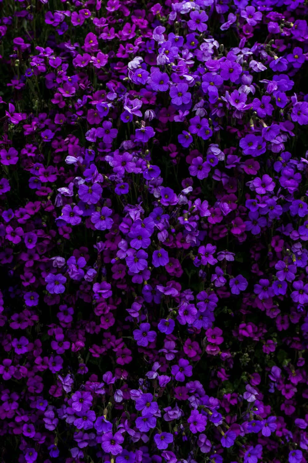 Violet 桌布 壁紙 — 一片茂密的鮮紫色花朵，帶有深色花心，在深色陰影的樹葉中綻放。