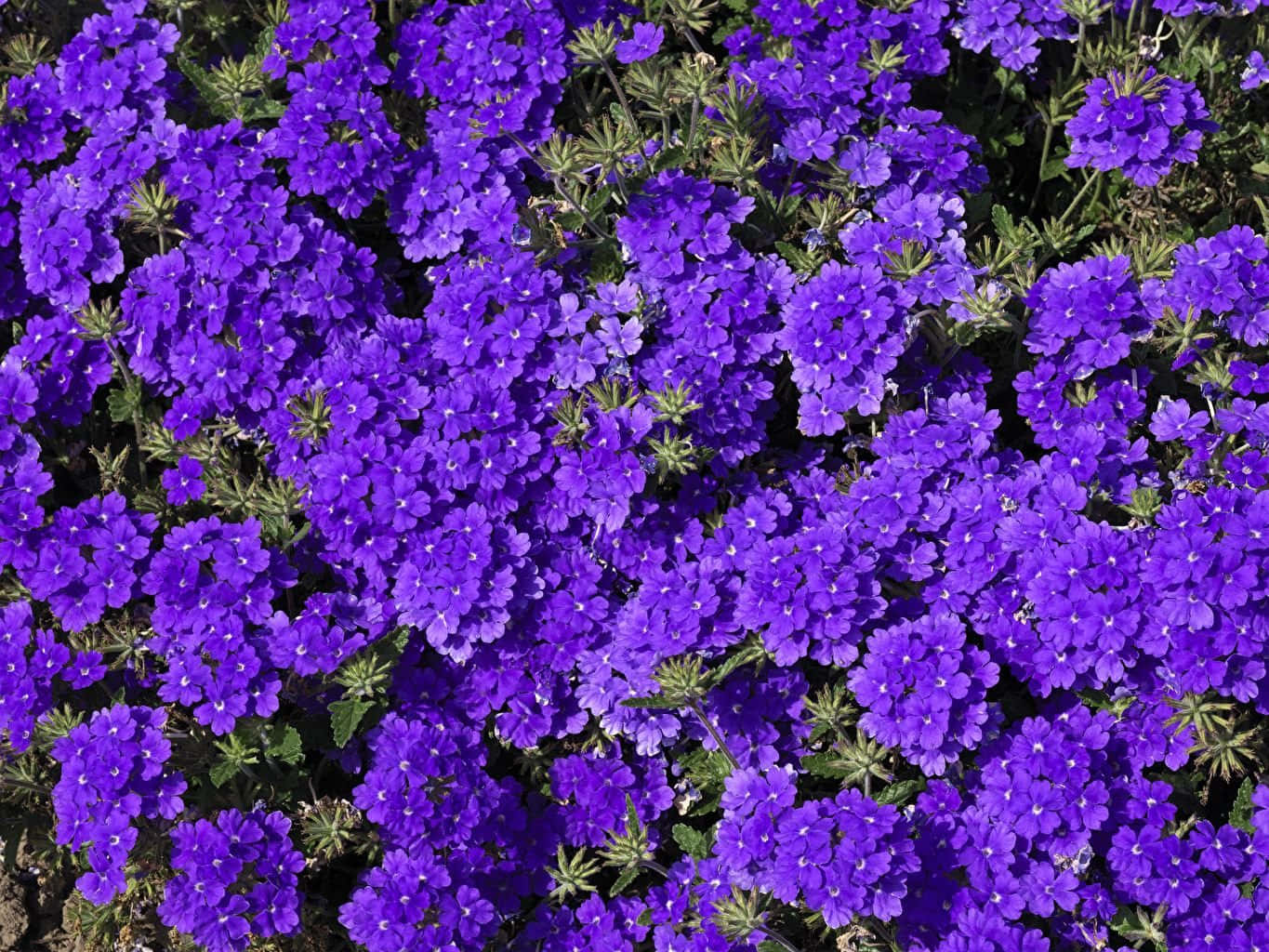 Purple Flowers 桌布 壁紙 — 一片茂密的鮮紫色馬鞭草花地毯，帶有綠色莖葉，在明亮的陽光下。