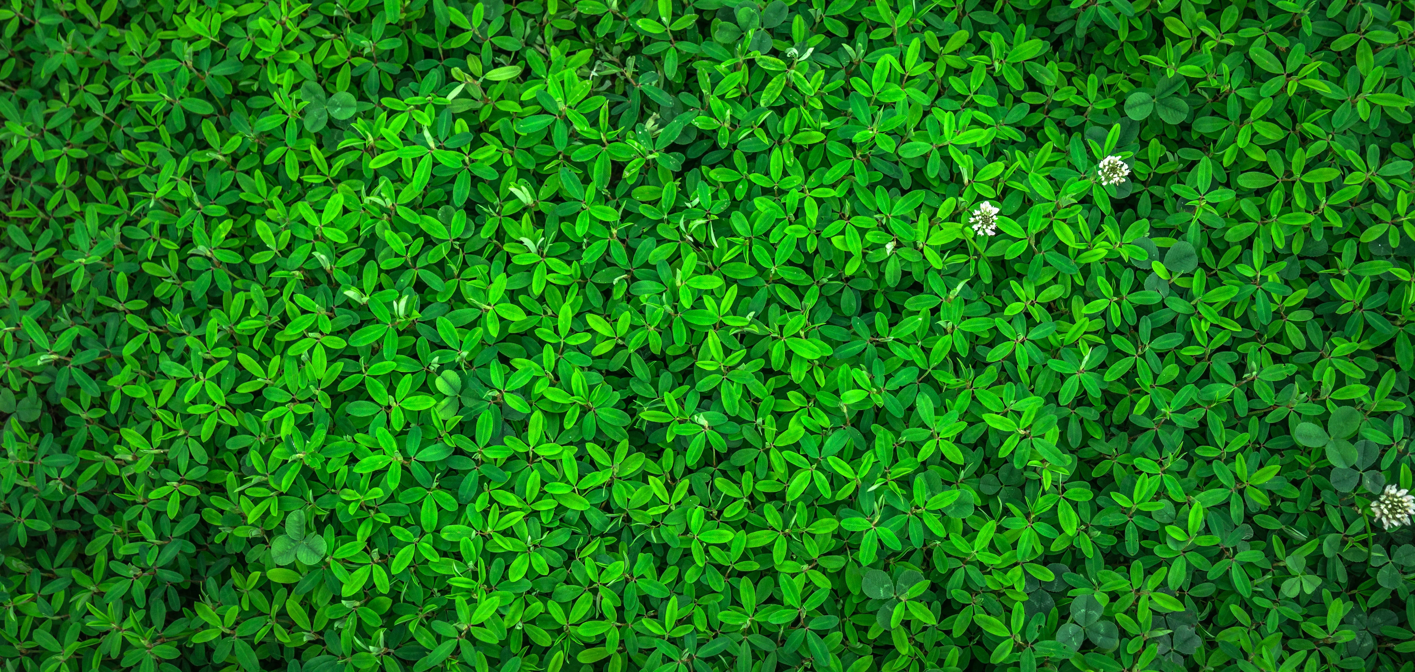 Plant Aesthetic 桌布 壁紙 — 一片茂密的鮮綠色三葉草葉地毯，在明亮日光下散落著白色花朵。