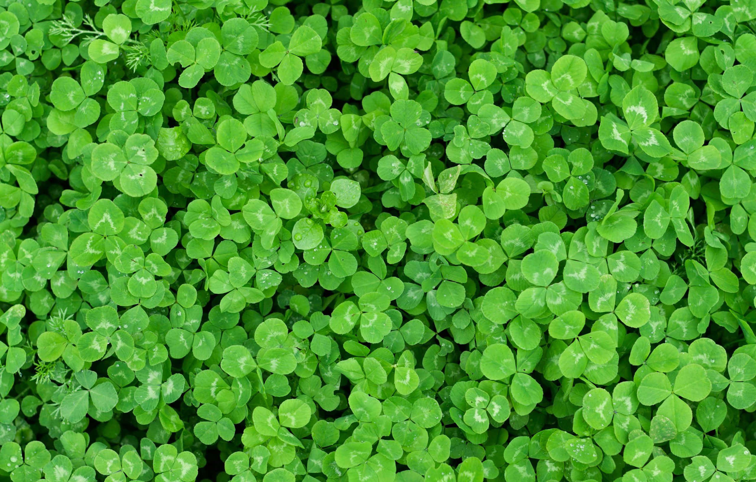 Four Leaf Clover 桌布 壁紙 — 一片茂密的鮮綠色三葉草葉地毯，帶有白色斑點和露珠，在自然光下閃閃發光。