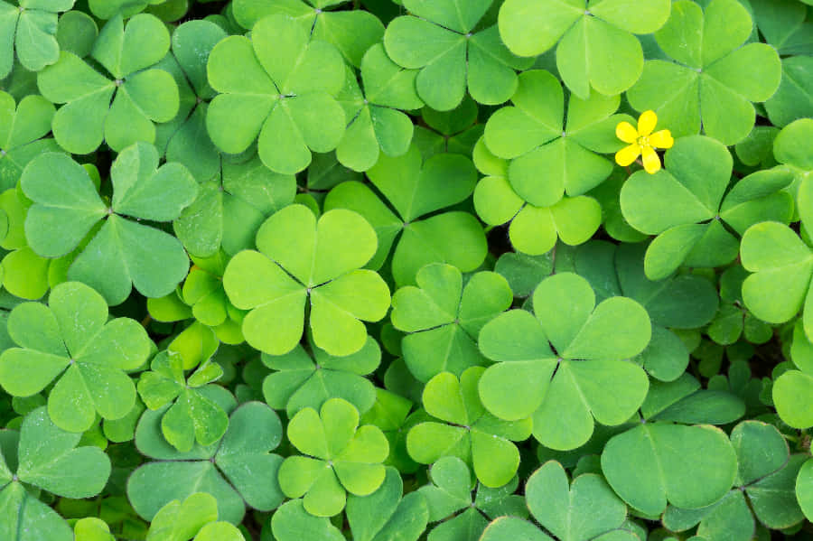 Four Leaf Clover 桌布 壁紙 — 一片茂密的鮮綠色三葉草葉地毯，有一朵亮黃色的花探出頭來。