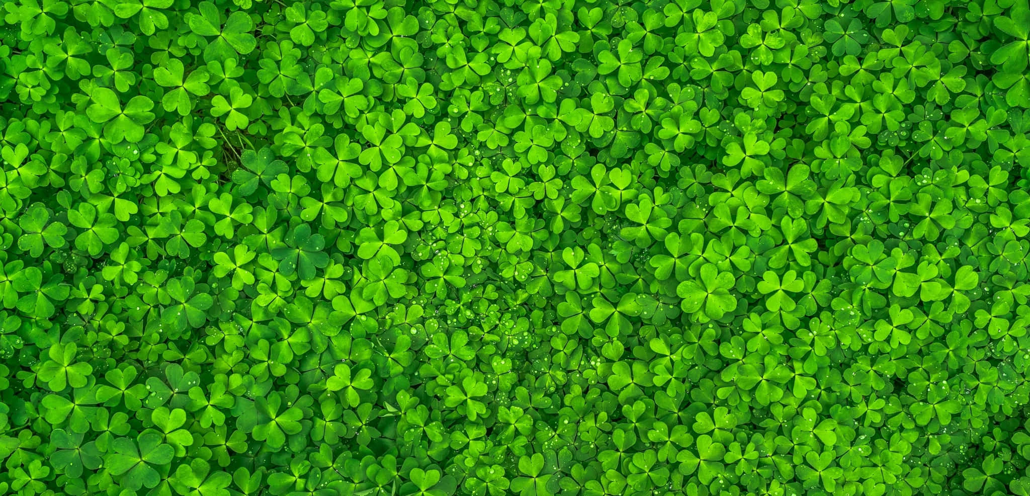 St Patrick's Day Zoom 桌布 壁紙 — 一片茂密的鮮綠色三葉草葉地毯，露珠在明亮的日光下閃閃發光。