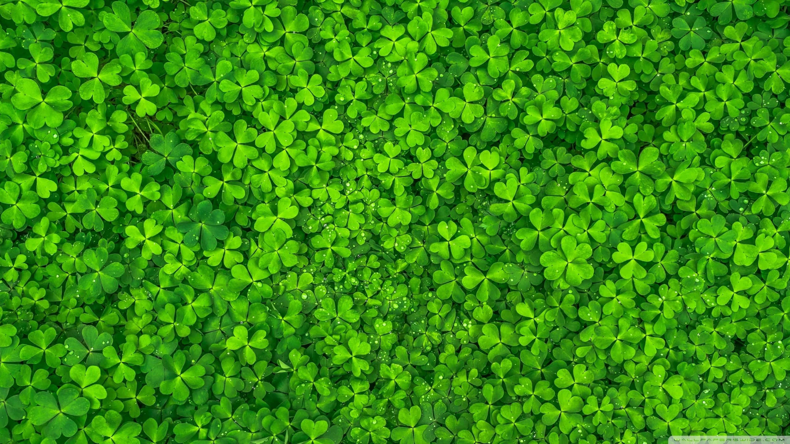 Shamrock 桌布 壁紙 — 一片茂密的鮮綠色三葉草葉子地毯，在明亮的陽光下閃爍著露珠。