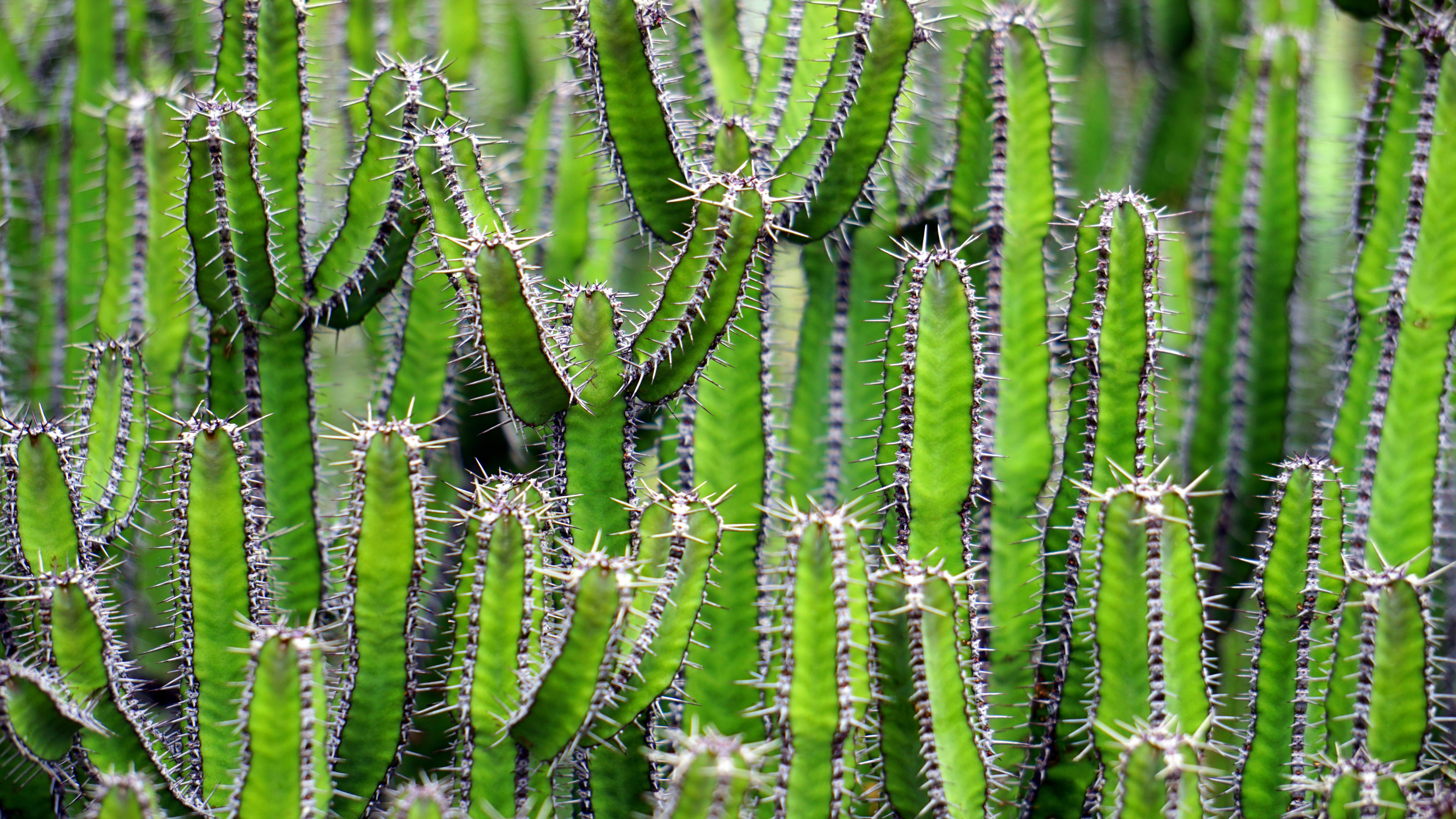 Cactus 桌布 壁紙 — 一片茂密的鮮綠色仙人掌，帶有尖銳的刺，向上伸展，形成紋理自然圖案。