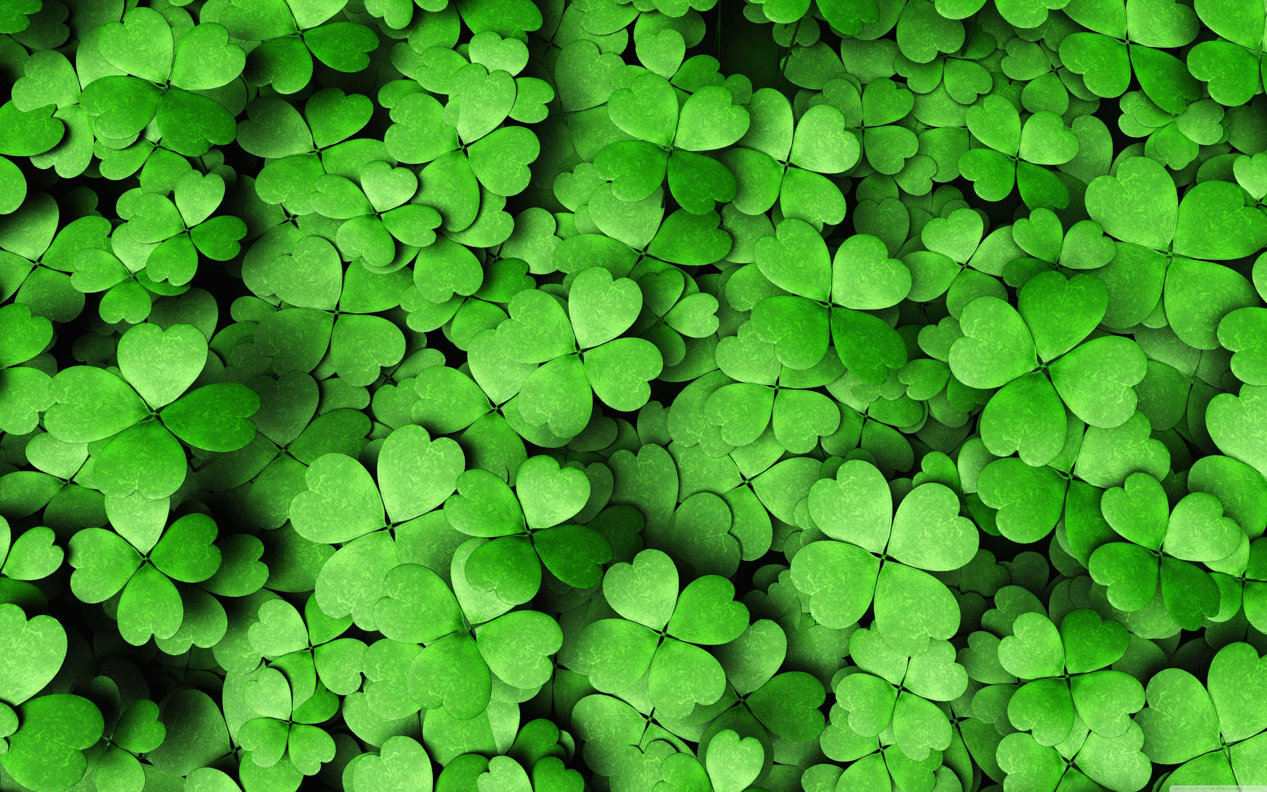 clover 桌布 壁紙 — 一片茂密的鮮綠色四葉草，心形葉片和微妙陰影營造出豐富紋理圖案。