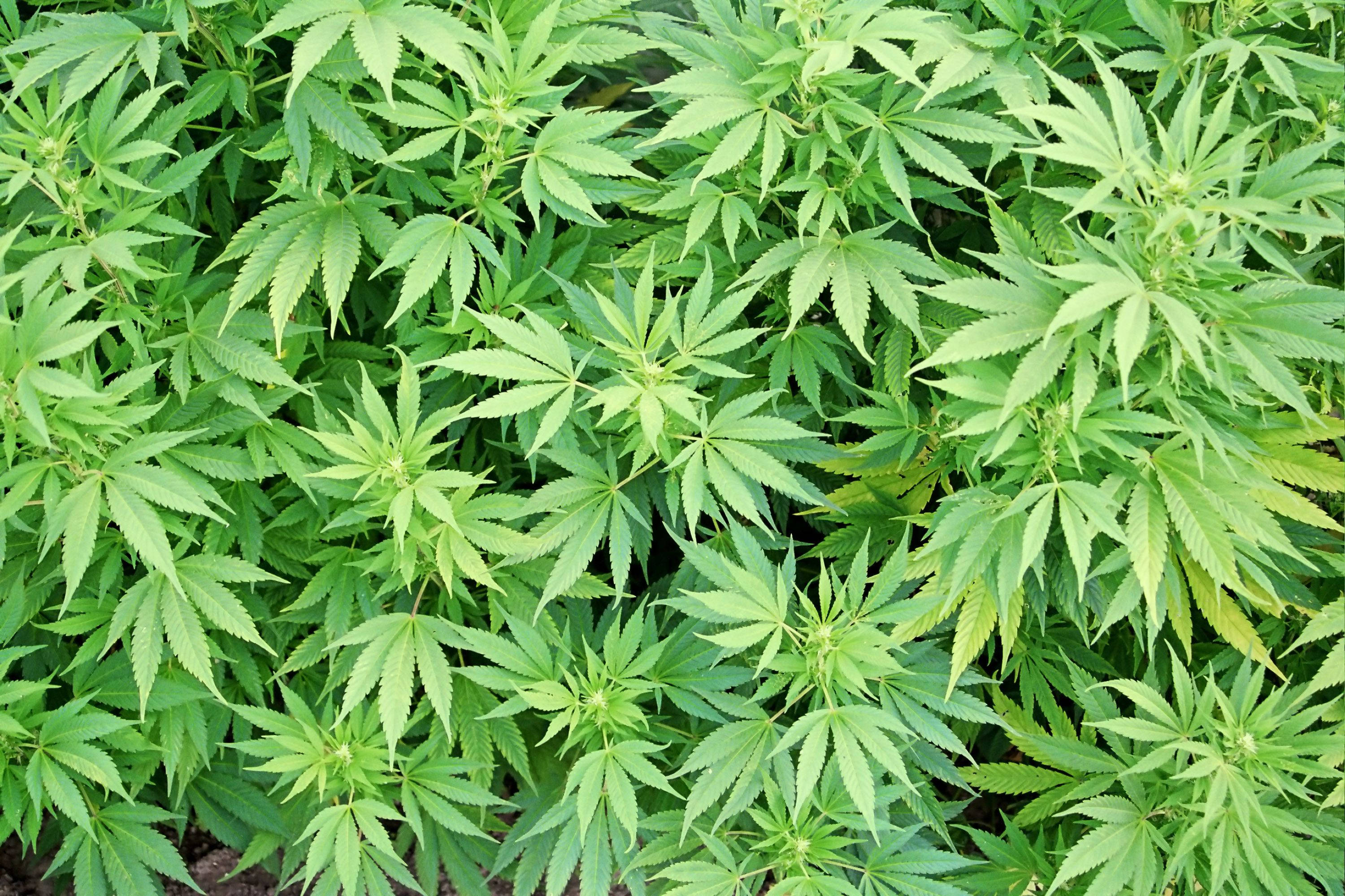 大麻 桌布 壁紙 — 一片茂密的鮮綠色大麻植物，帶有鋸齒狀葉子，在明亮的日光下。