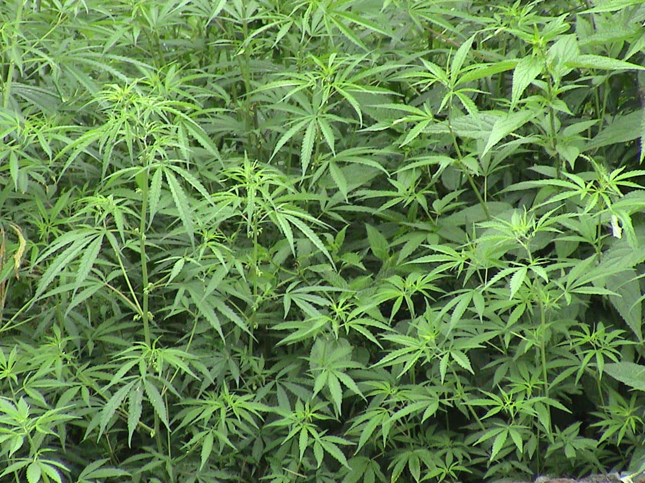 大麻 桌布 壁紙 — 一片茂密的鮮綠色大麻植物田，葉片呈鋸齒狀，在自然日光下輕輕搖曳。