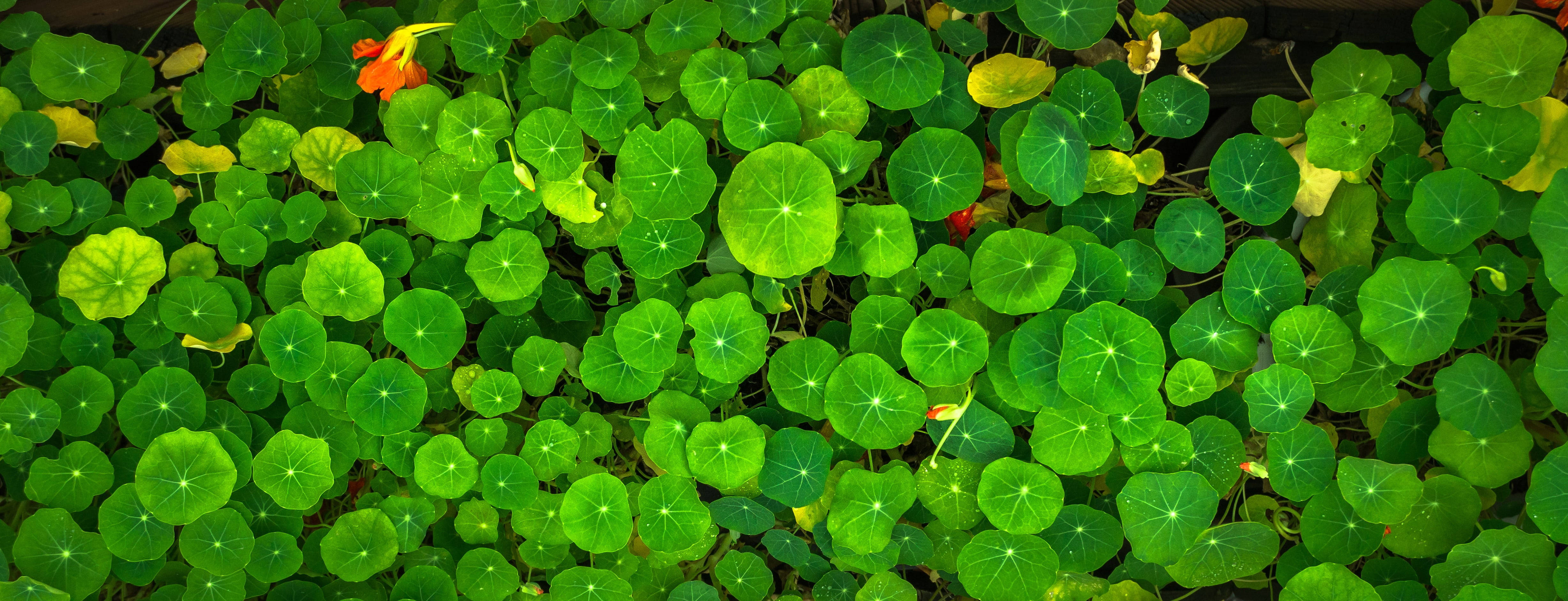Plant Aesthetic 桌布 壁紙 — 一片茂密的鮮綠色旱金蓮葉子地毯，明亮的橙色花朵從中探出頭來。