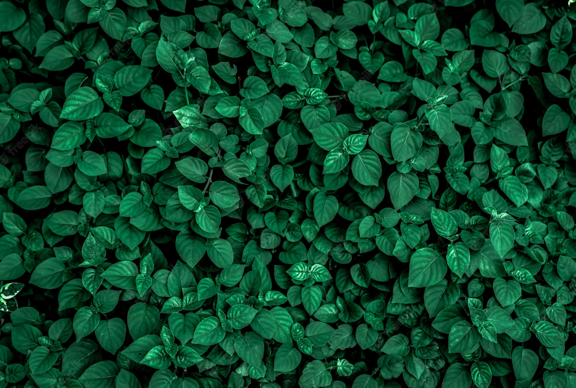 Solid Green 桌布 壁紙 — 一片茂密的鮮綠色樹葉織錦，帶有細膩的高光和深邃的陰影，營造出豐富紋理的自然圖案。
