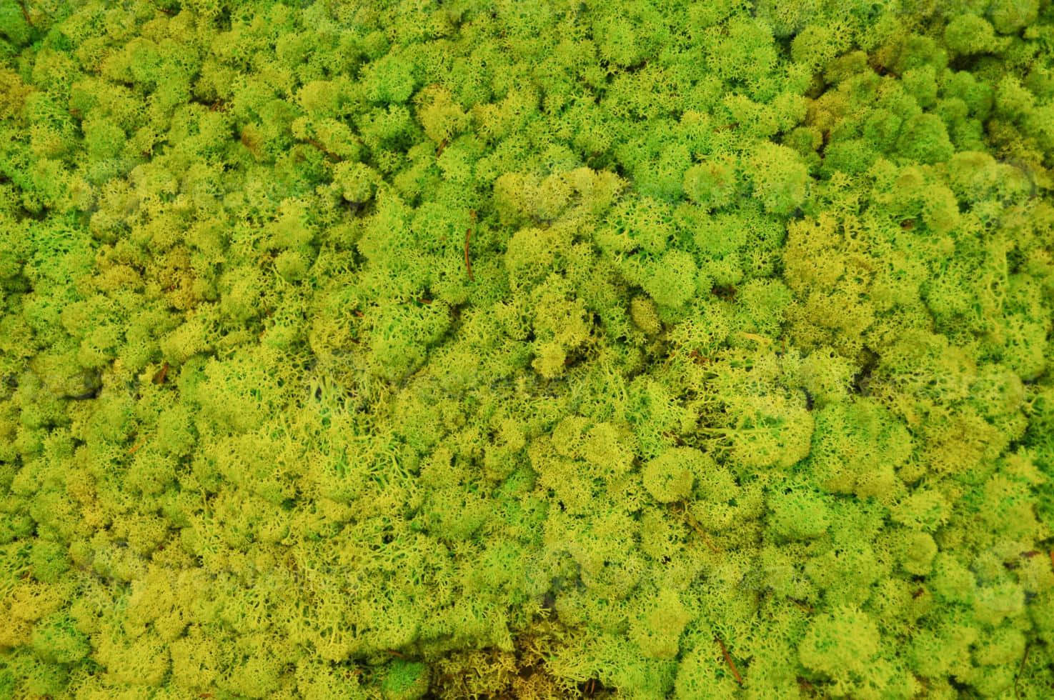 Green Moss 桌布 壁紙 — 一片茂密的鮮綠色苔蘚地毯，帶有微妙的黃色亮點，覆蓋整個畫面。