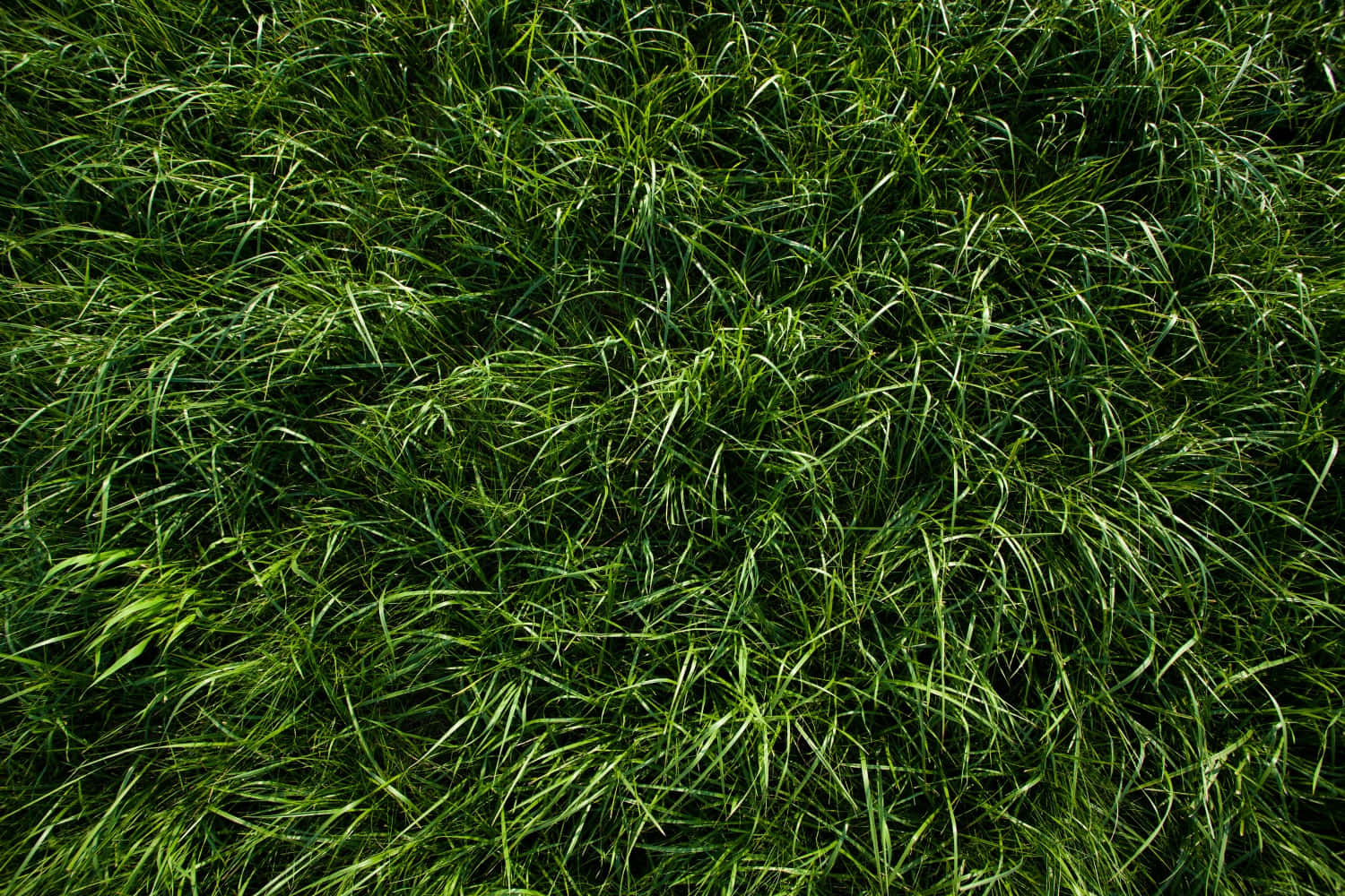 Grass Texture 桌布 壁紙 — 一片茂密的鮮綠色草葉，在自然光下輕輕搖曳。