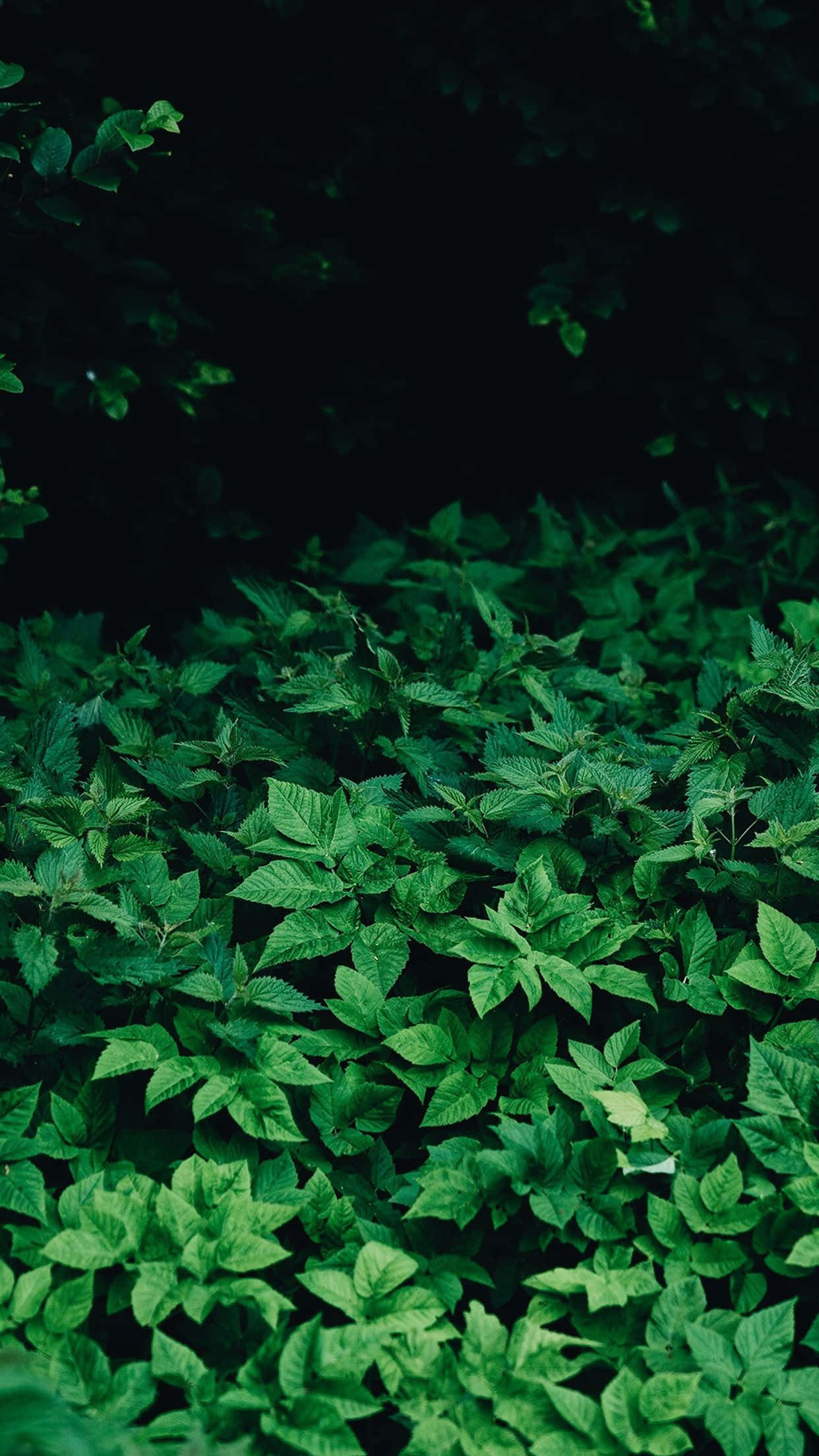 Green Nature iPhone 桌布 壁紙 — 一片茂密的鮮綠色葉子地毯，在柔和的燈光下映襯著黑暗陰影的背景。