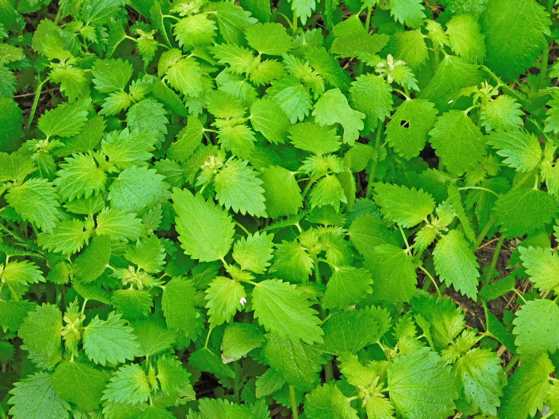 Plant texture 壁紙 — 一片茂密的鮮綠色蕁麻葉地毯，葉緣呈鋸齒狀，帶有細小的花蕾。