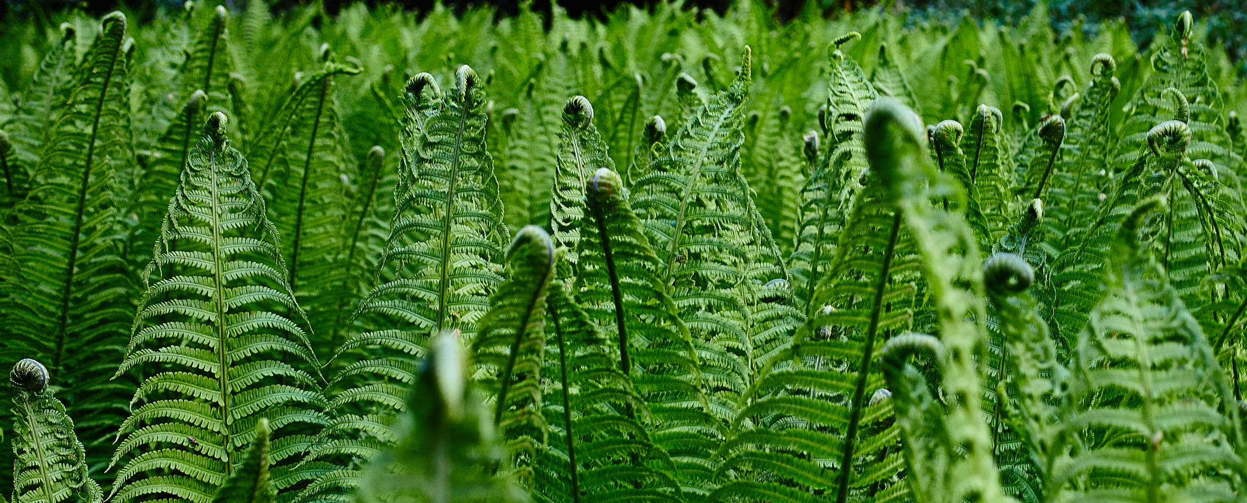 Plant Aesthetic 桌布 壁紙 — 一片茂密的鮮綠色蕨類植物，帶有向光伸展的展開葉片。