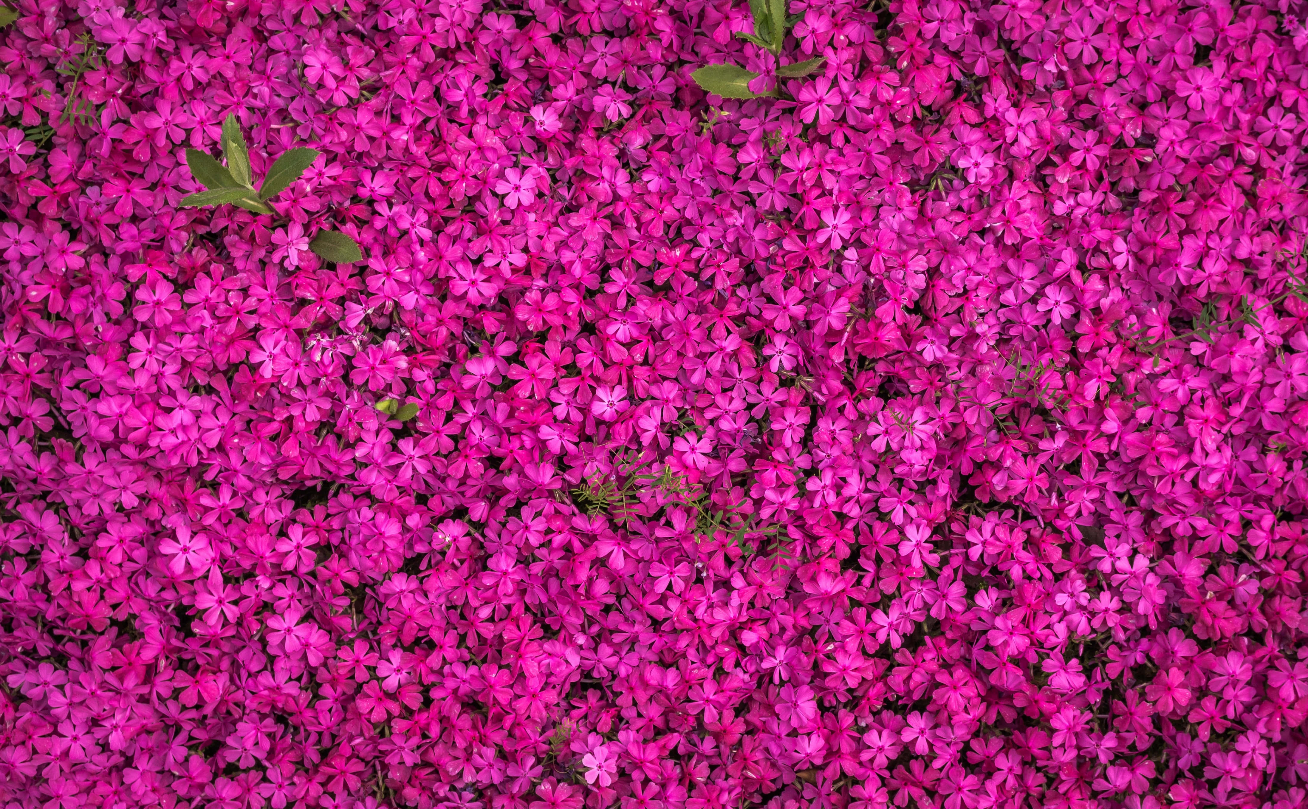 Magenta 桌布 壁紙 — 一片茂密的鮮豔洋紅色花朵地毯，點綴著散落的綠葉，在明亮的日光下。