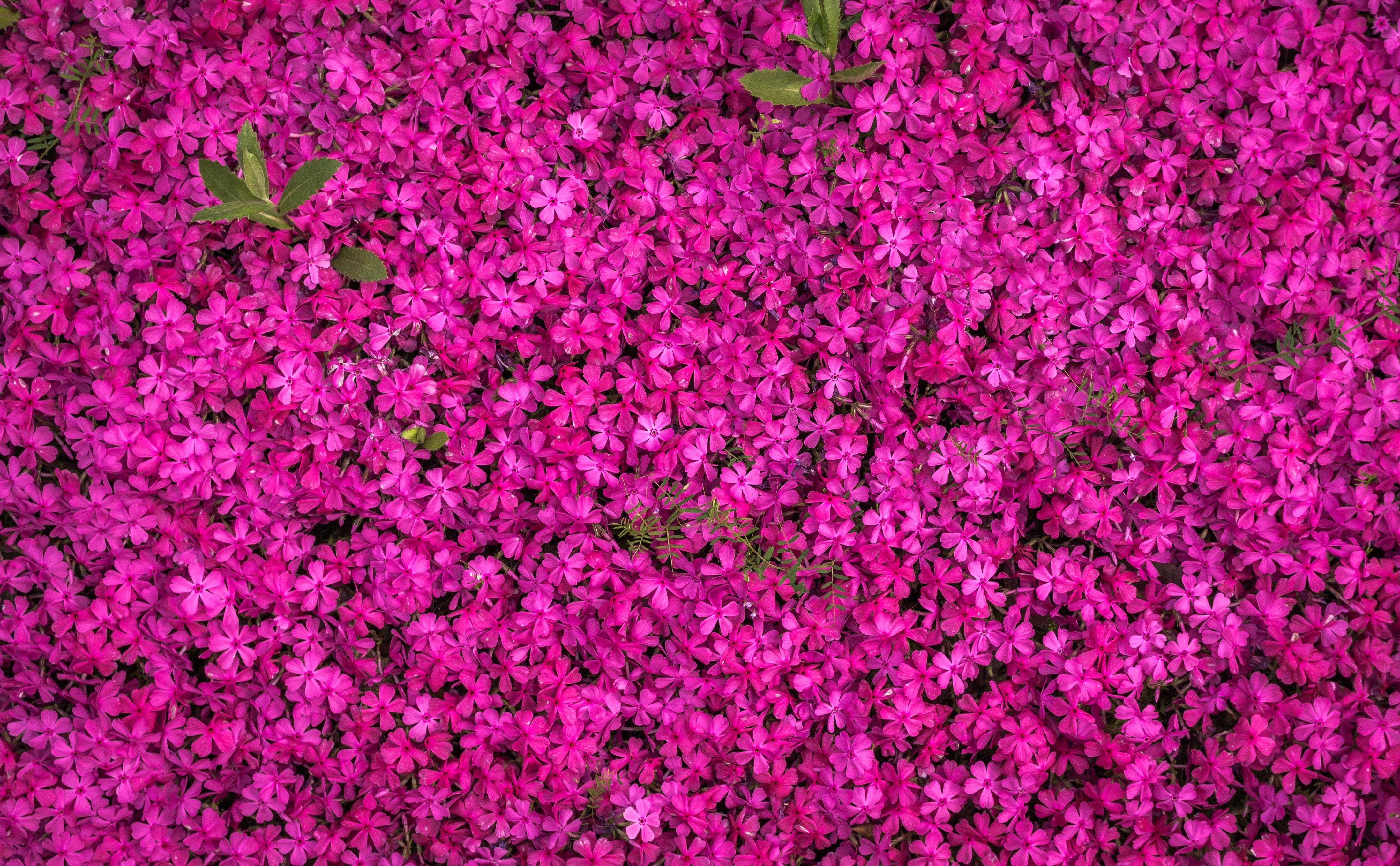 Flower Field 桌布 壁紙 — 一片茂密的鮮豔洋紅色花朵地毯，點綴著散落的綠葉，在明亮的日光下。