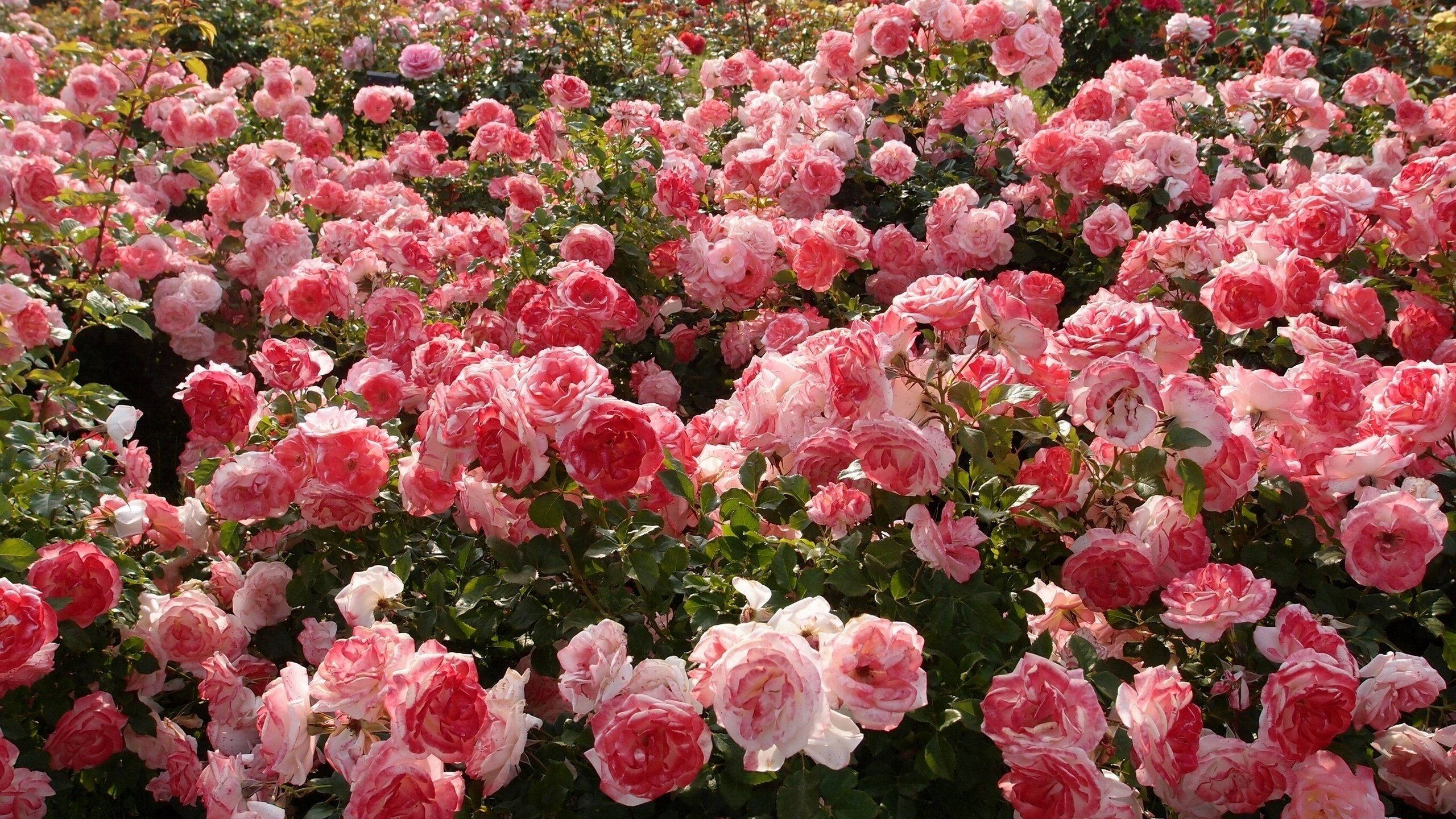 Rose Aesthetic 桌布 壁紙 — 一片茂密的鮮豔粉紅玫瑰在明媚陽光下盛開，伴隨著茂盛的綠葉。