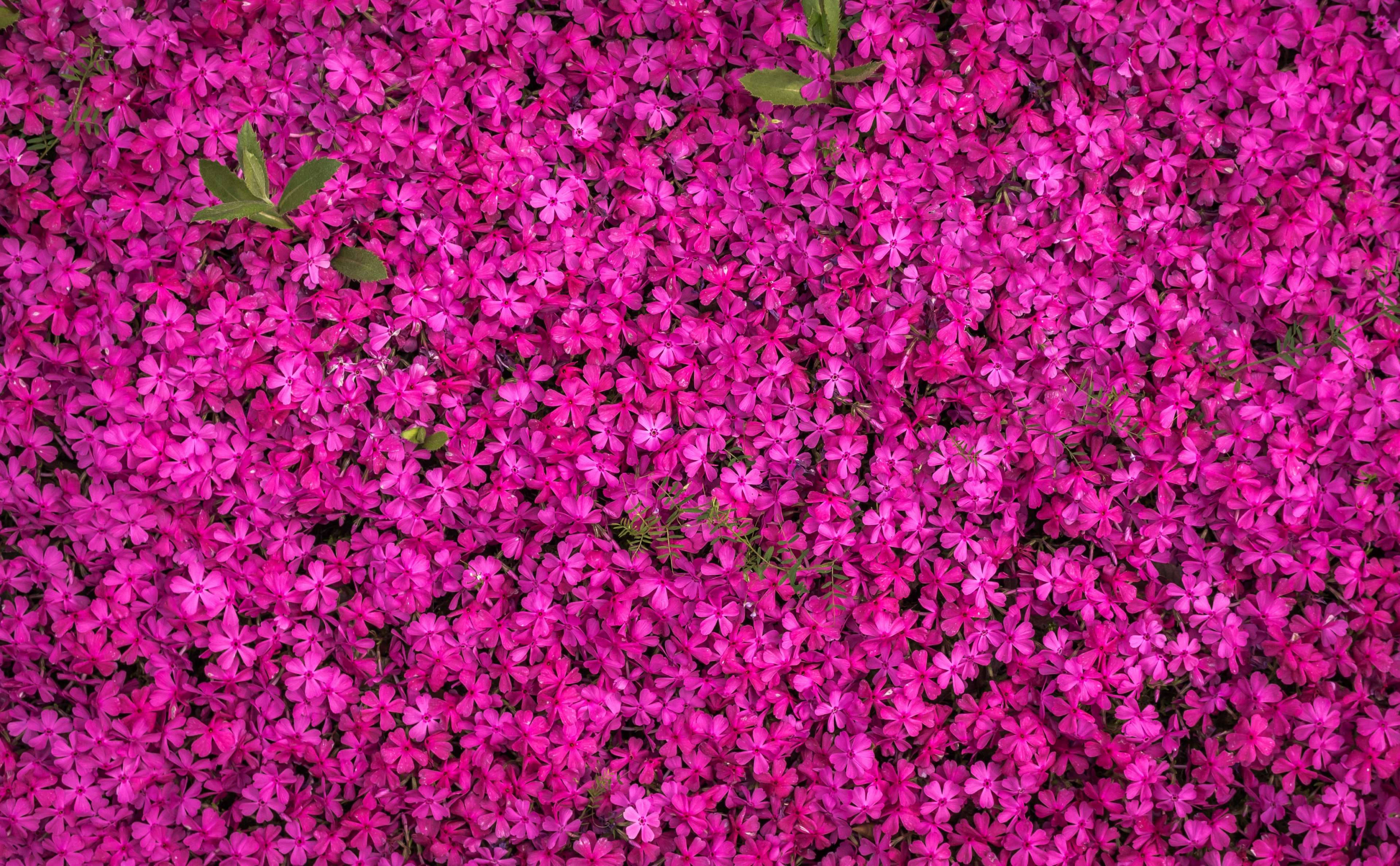 Flowers 桌布 壁紙 — 一片茂密的鮮豔紫紅色花朵地毯，在明亮日光下散落著綠色葉子。