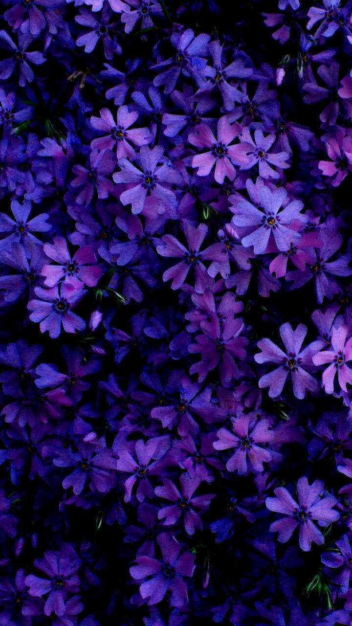 Aesthetic Purple 桌布 壁紙 — 一片茂密的鮮豔紫色花朵，帶有深色花心，在黑色背景上盛開。