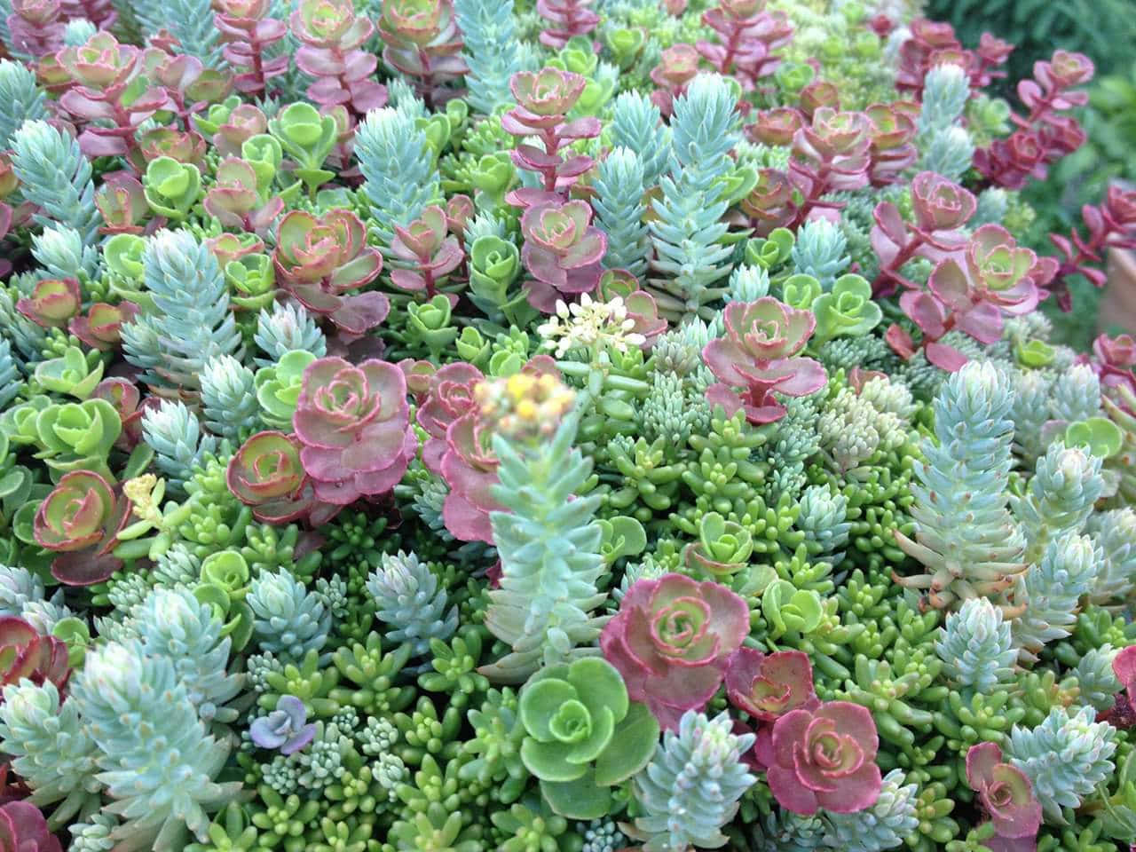 succulent 桌布 壁紙 — 一片茂盛的多肉植物掛毯，呈現鮮豔的綠色、粉紅色和藍色色調，其中點綴著精緻的白色花朵。