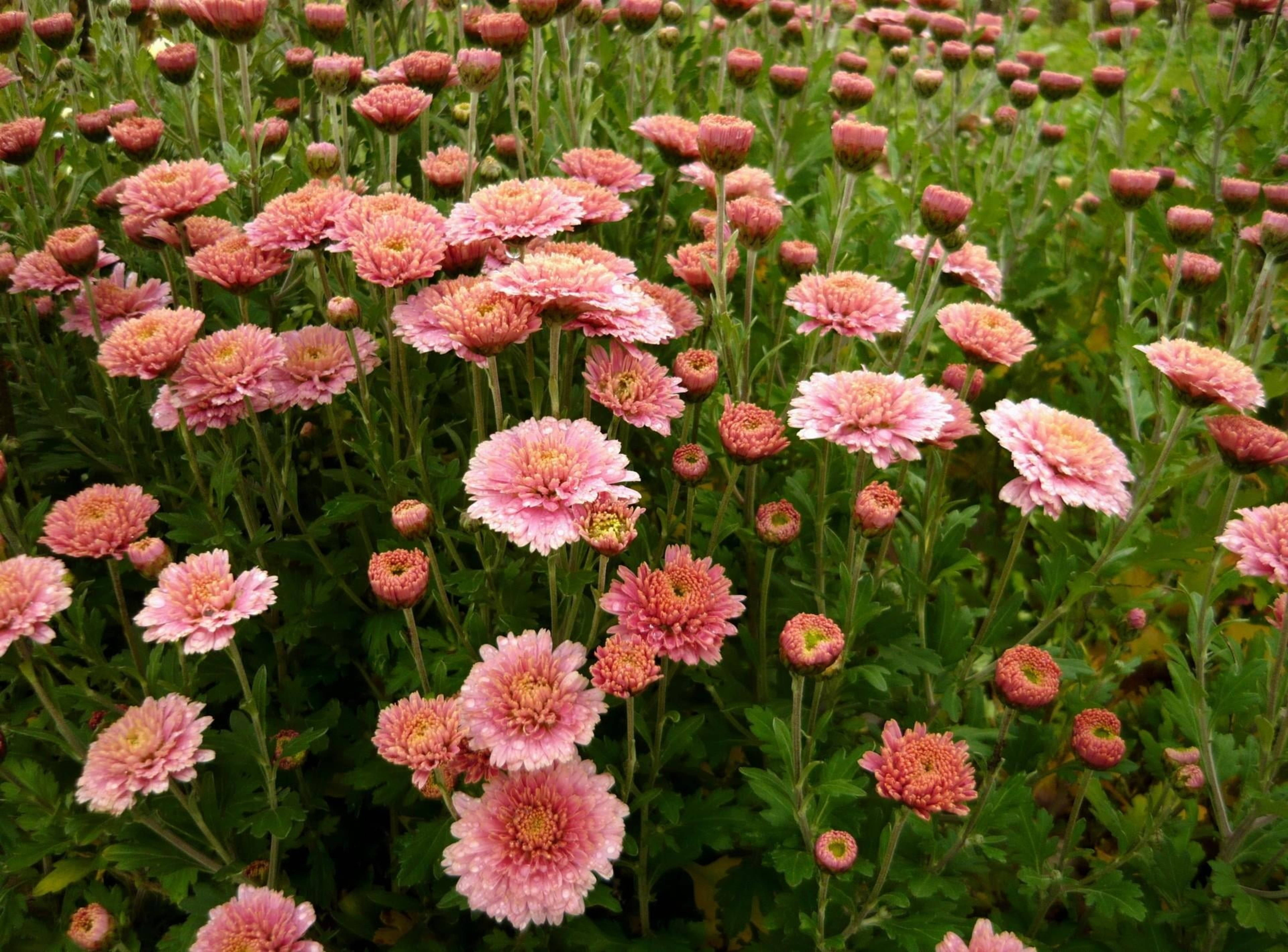 Chrysanthemum 桌布 壁紙 — 一片茂盛的田野，嬌嫩的粉紅色菊花帶有黃色花心，在柔和日光下於充滿活力的綠葉中盛開。