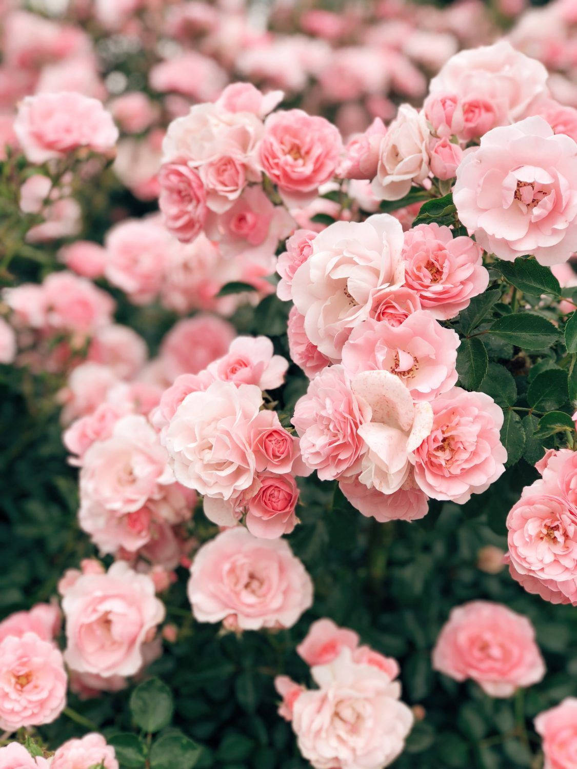 Pink Vintage Aesthetic 桌布 壁紙 — 一片茂盛的粉紅玫瑰田，盛開著柔軟的花瓣和綠葉，在自然光下。