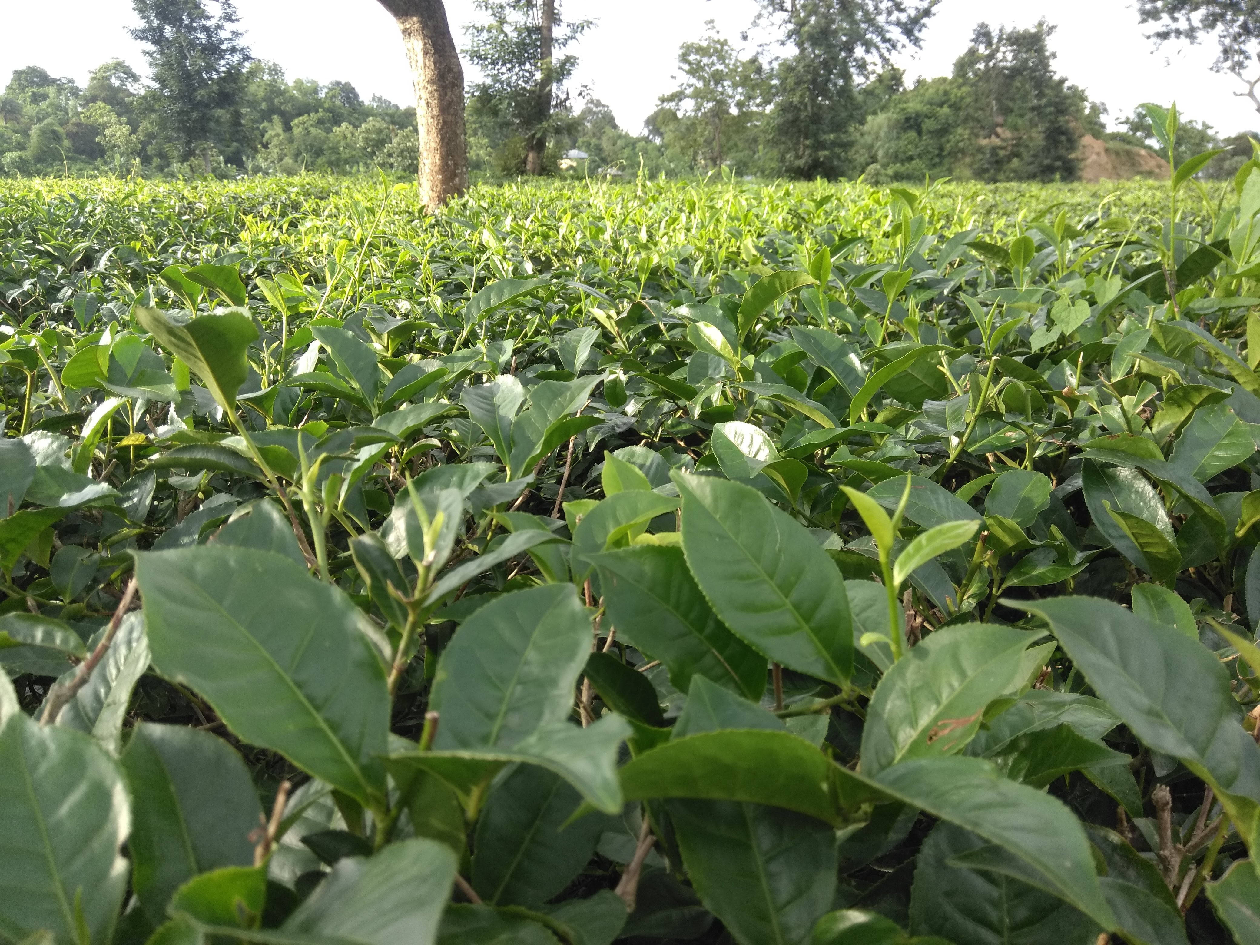 tea 桌布 壁紙 — 一片茂盛的綠茶園在明亮的日光下延伸，樹木點綴在地平線上。