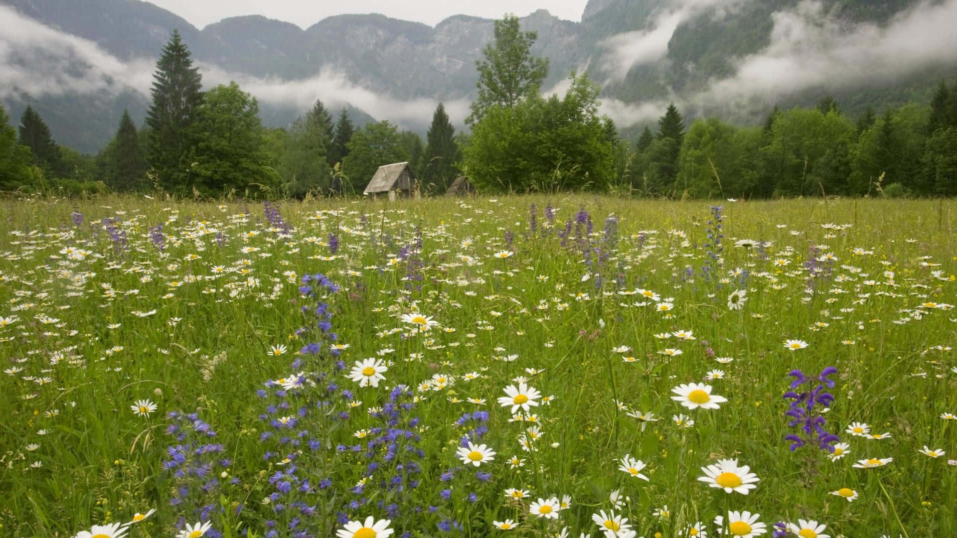 Spring Meadow 桌布 壁紙 — 一片茂盛的草地，開滿了白色雛菊和紫色野花，在陰天的天空下，向著霧氣瀰漫的森林山脈延伸。
