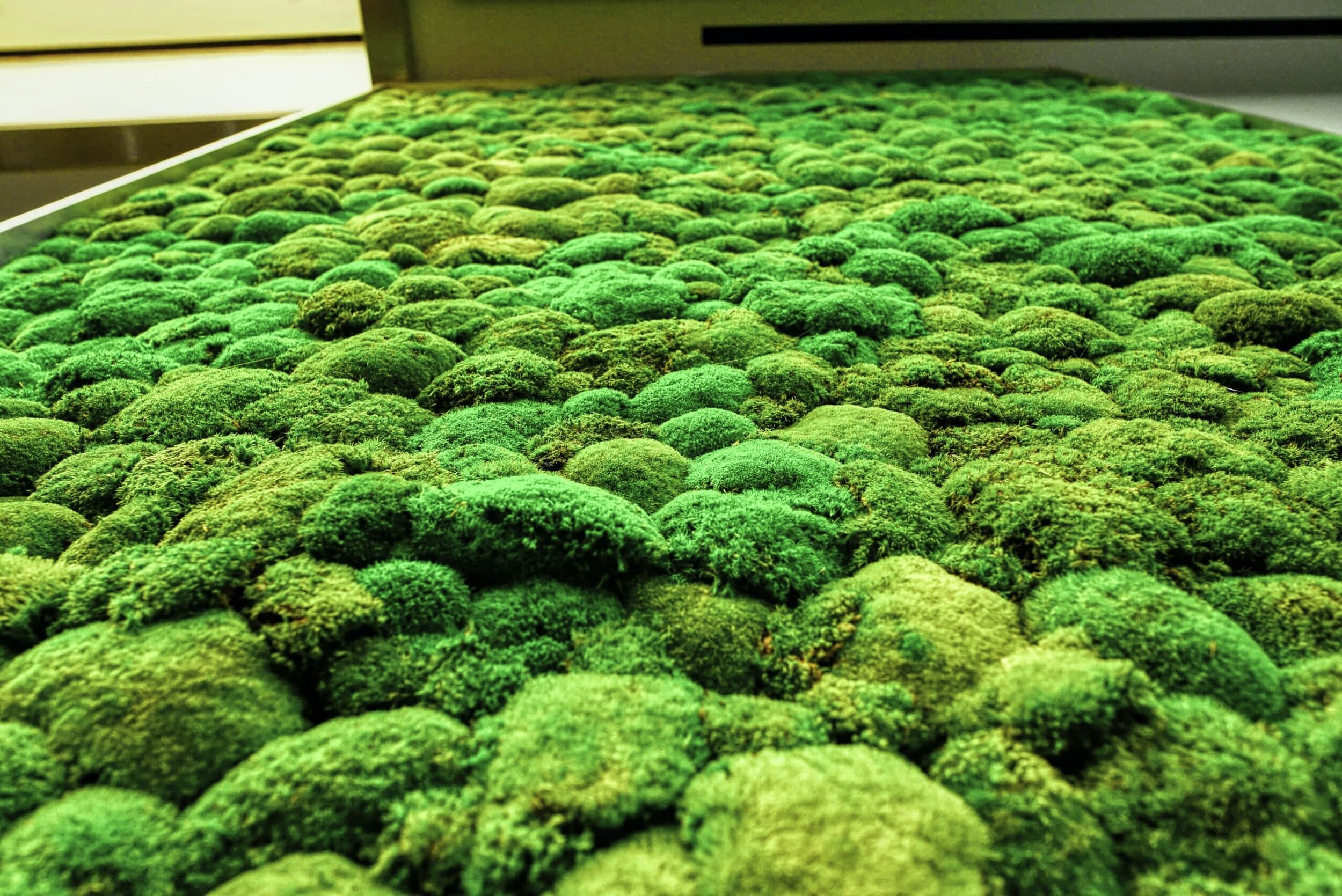 Green Moss 桌布 壁紙 — 一片茂盛的鮮綠色苔蘚地毯，在溫暖的室內燈光下形成了一個有紋理、起伏的景觀。