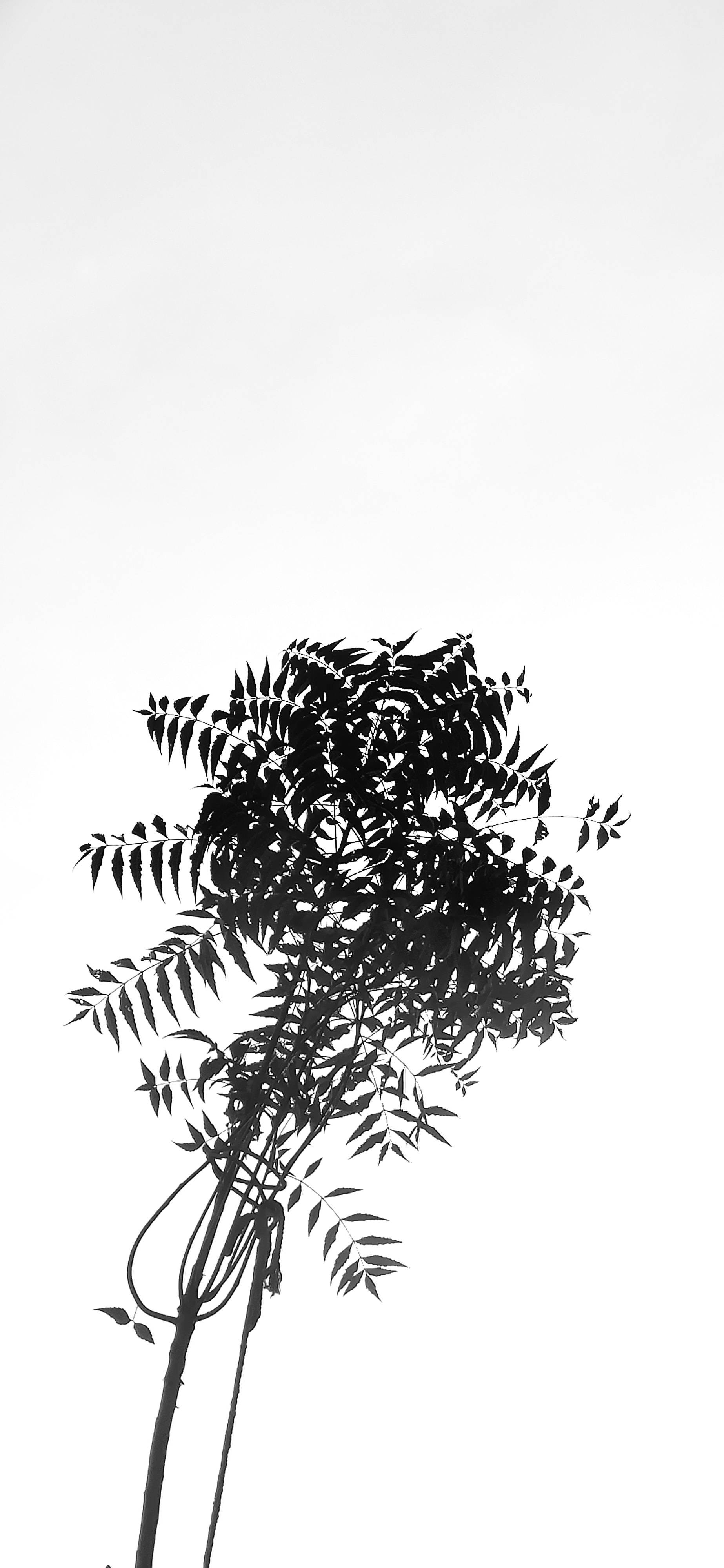 Plant 桌布 壁紙 — 一片葉子植物的鮮明黑色剪影，在純白色背景上呈現極簡單色風格。