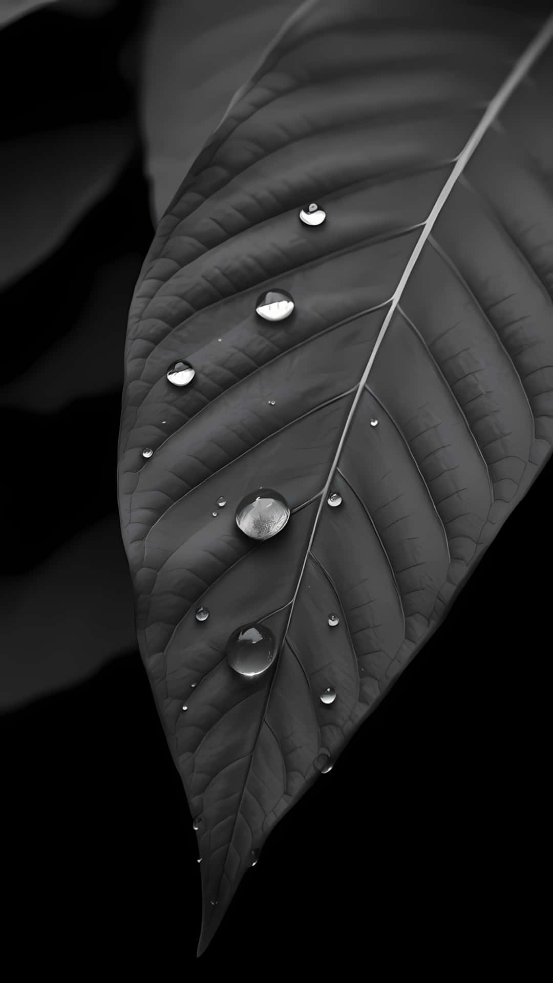 Dark Leaf Macro with Water Drops on Black Background 壁紙 — 一片葉子的單色特寫，帶有閃閃發光的水滴，在黑暗背景下反射光線。