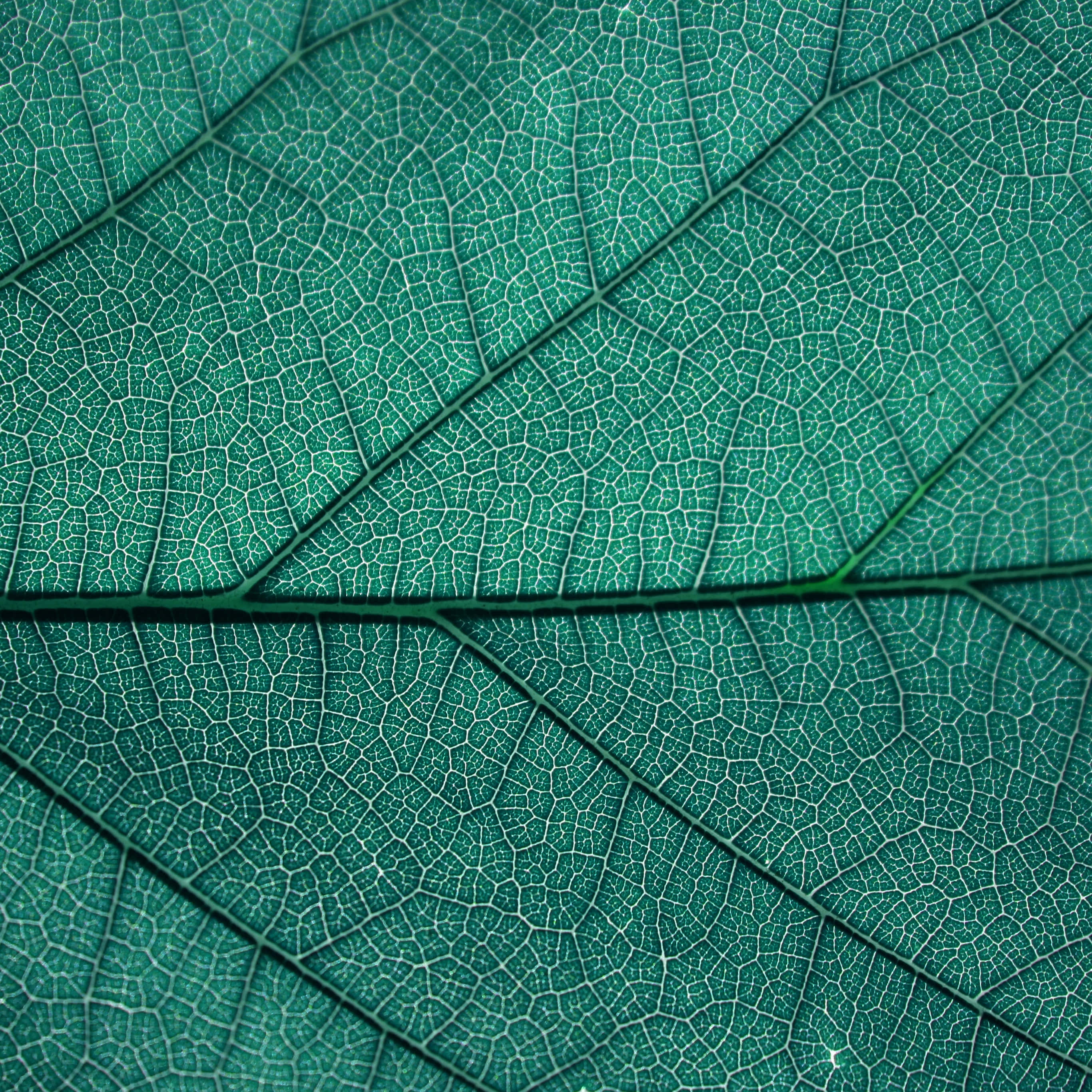 Beautiful Texture 桌布 壁紙 — 一片葉子複雜的綠色葉脈網絡的特寫，散發著充滿活力的藍綠色底色。
