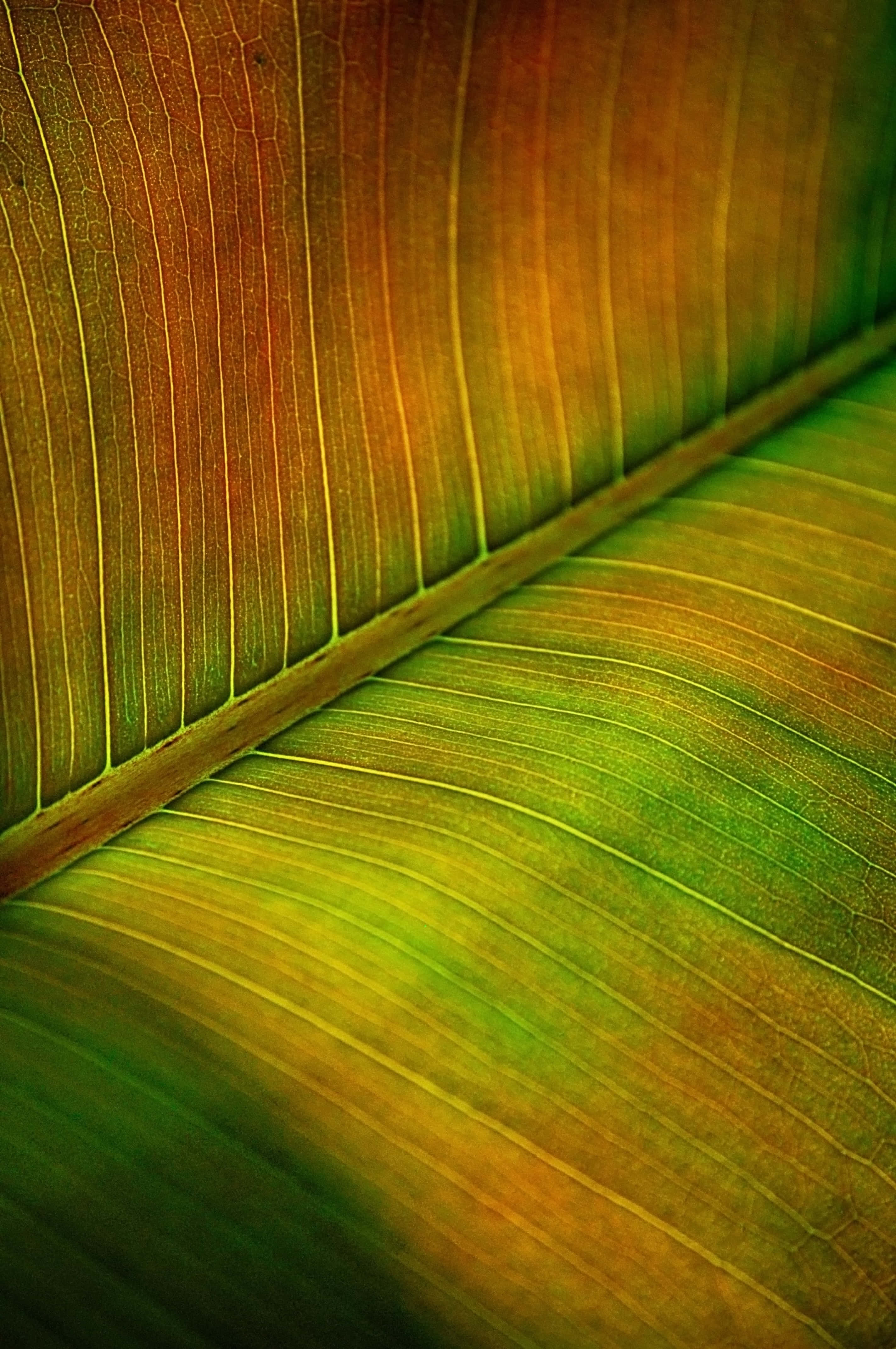 Banana Leaf 桌布 壁紙 — 一片葉子複雜葉脈圖案的微距照片，散發著溫暖的金色和翠綠色調。