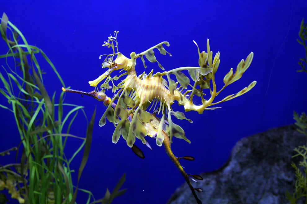 海馬 桌布 壁紙 — 一片葉海龍優雅地滑過深藍海水，旁邊有綠色海藻和一塊深色岩石。