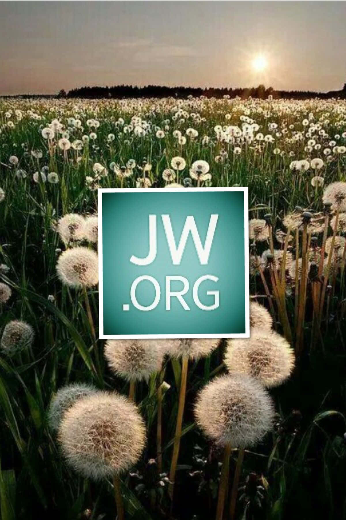 Flower Field 桌布 壁紙 — 一片蒲公英絨毛沐浴在金色夕陽光中，中央有 JW.ORG 標誌。