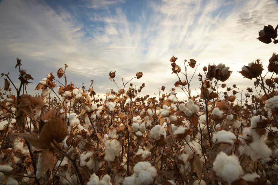 Cotton Field 桌布 壁紙 — 一片蓬鬆白色棉鈴在廣闊的天空下搖曳，天空在黃金時刻帶有縷縷薄雲。