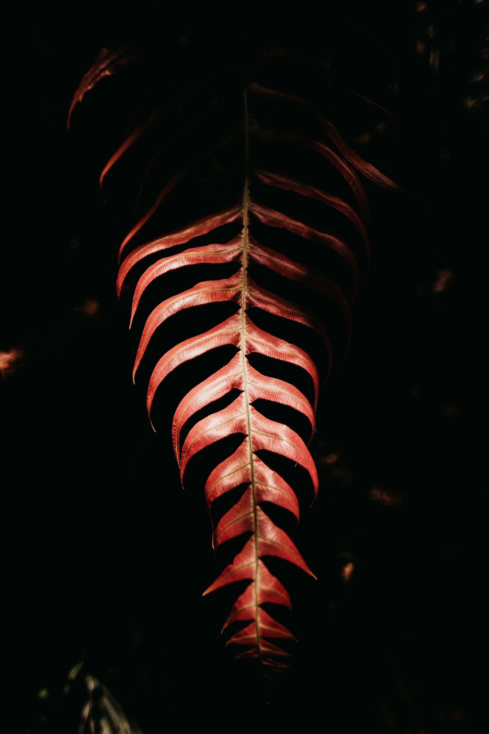 graphic design 桌布 壁紙 — 一片蕨葉在深黑色背景上散發出溫暖的紅光，突顯其細膩的葉脈和鋸齒狀邊緣。