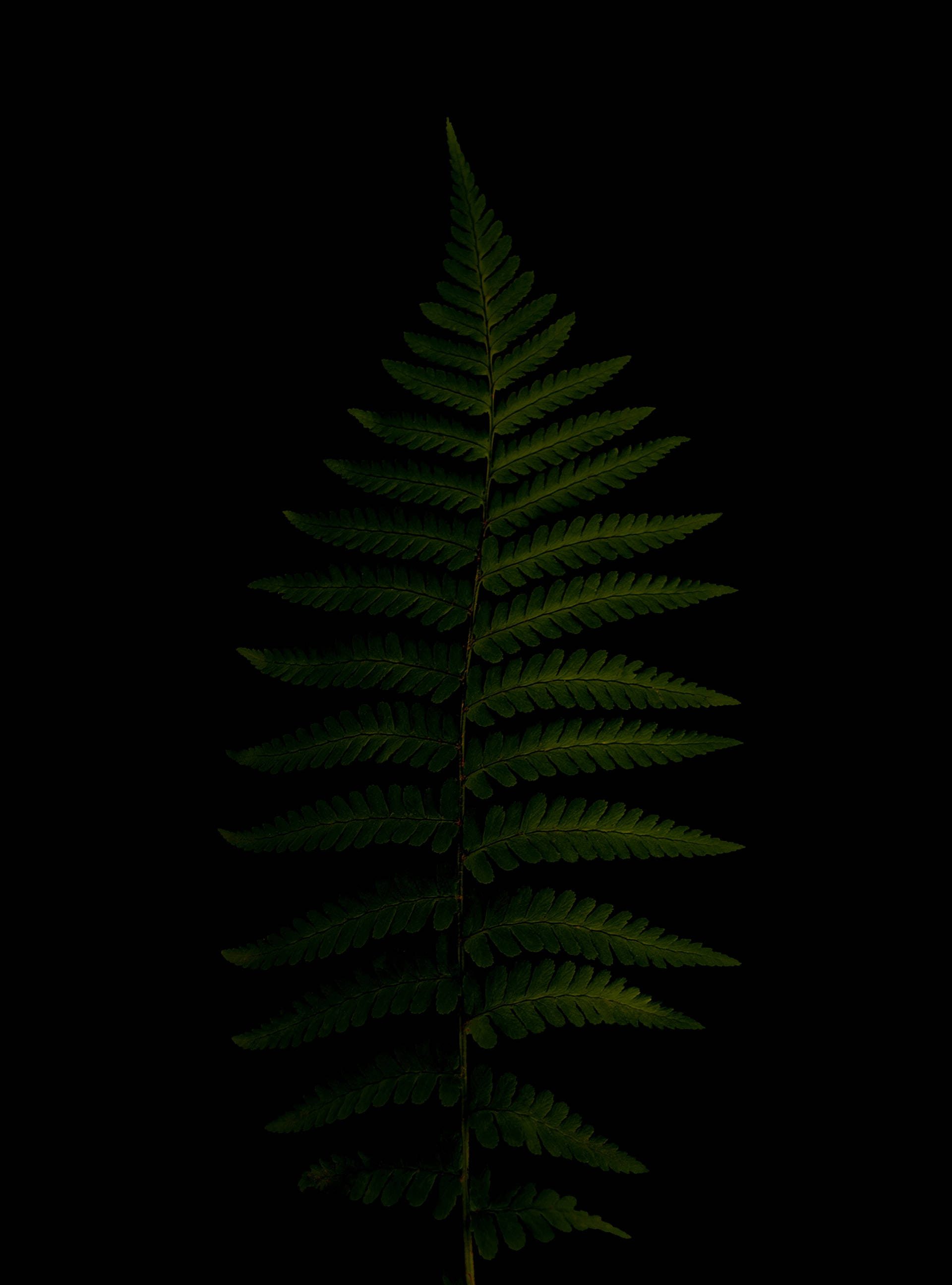 Plant 桌布 壁紙 — 一片蕨葉在純黑色背景下發出深綠色光芒，突顯其複雜的葉片結構。