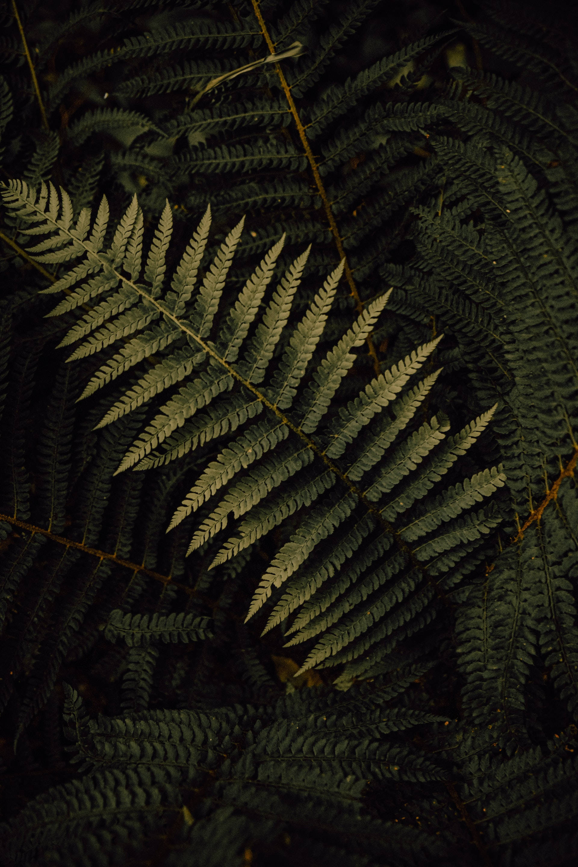 Plant Aesthetic 桌布 壁紙 — 一片蕨葉在陰暗森林中，襯托著濃密葉子的黑暗背景，柔和地發光。