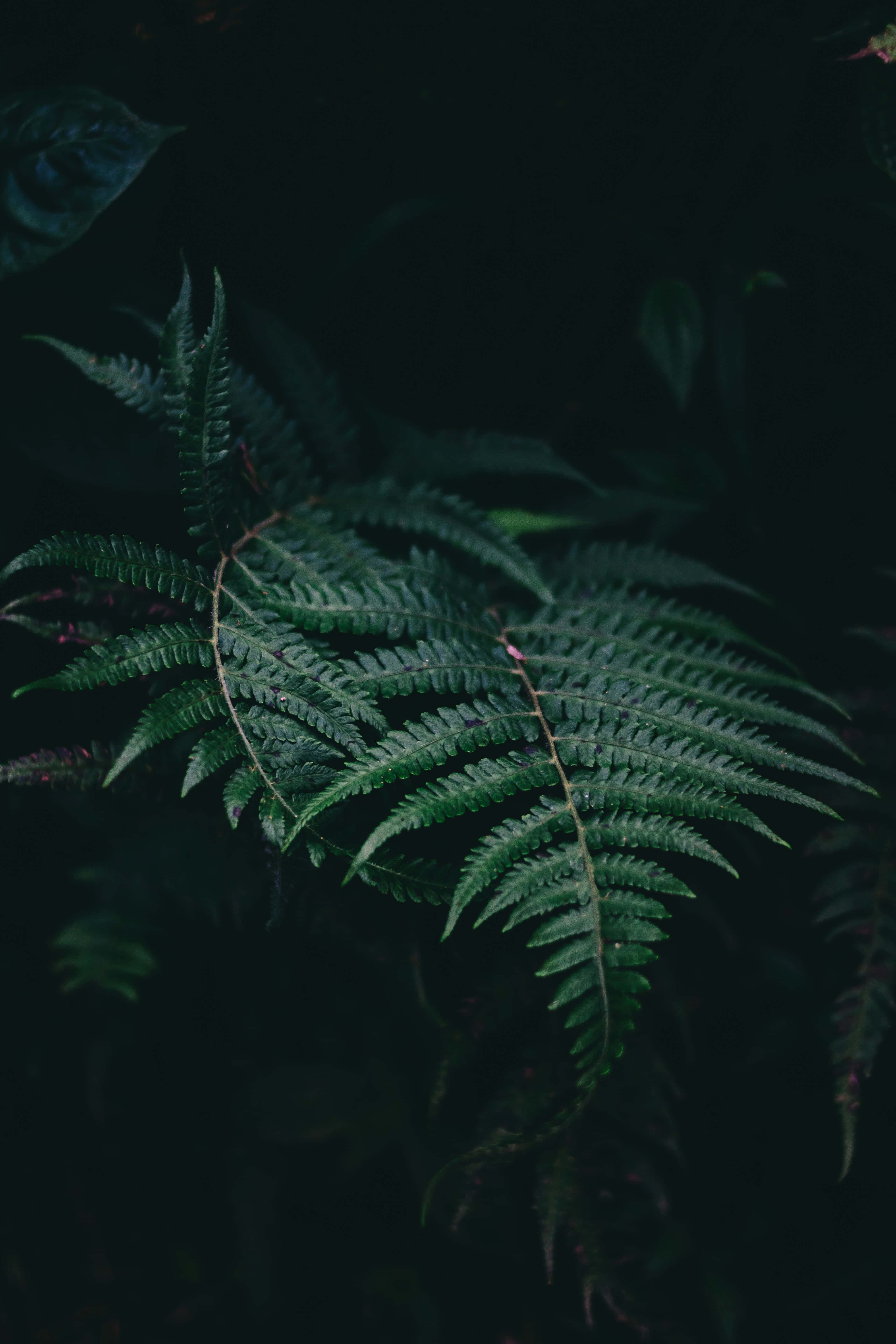 Fern 桌布 壁紙 — 一片蕨葉在黑暗陰森的森林背景下發出深綠色光芒。